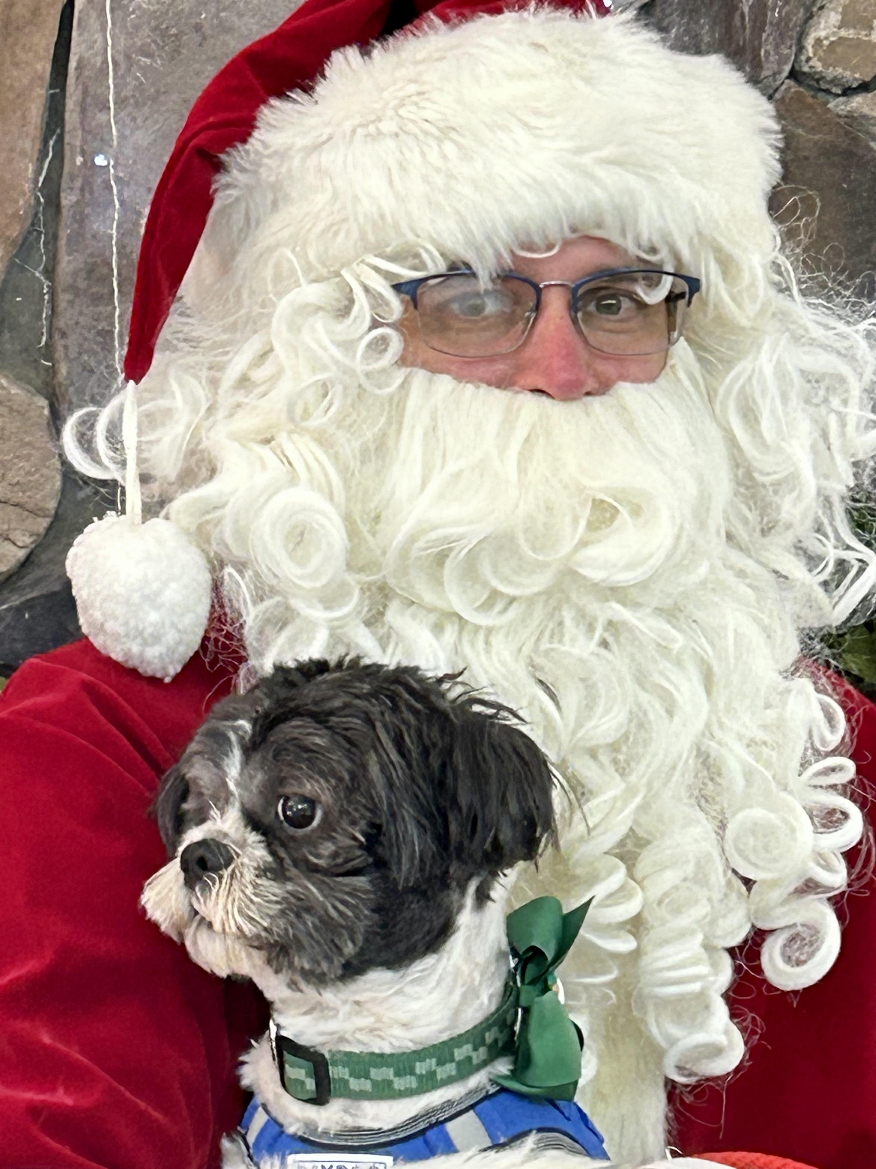 Enlarge Mico, an adopted Shih Tzu in Queenstown, MD image 2/2