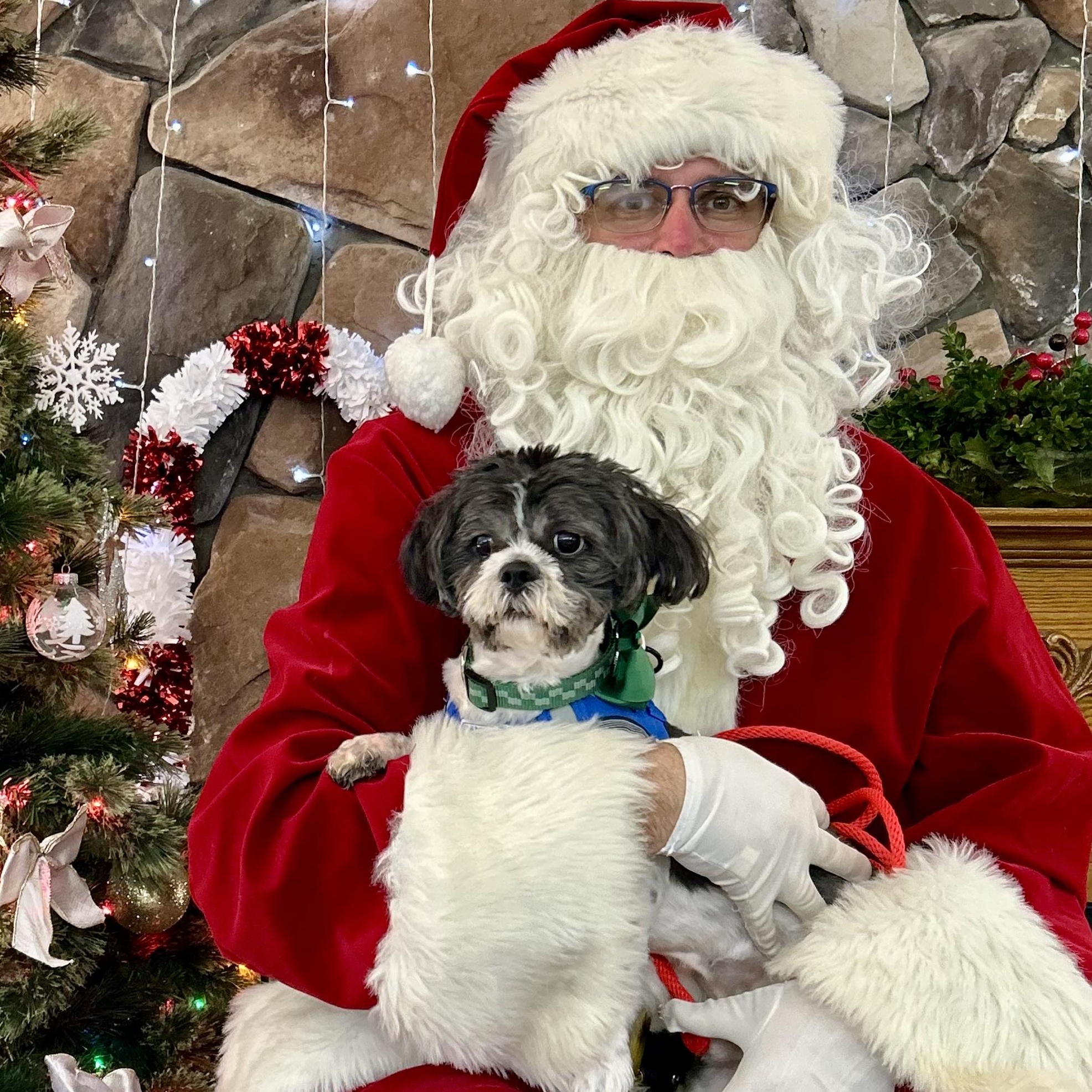 Enlarge Mico, an adopted Shih Tzu in Queenstown, MD image 1/2