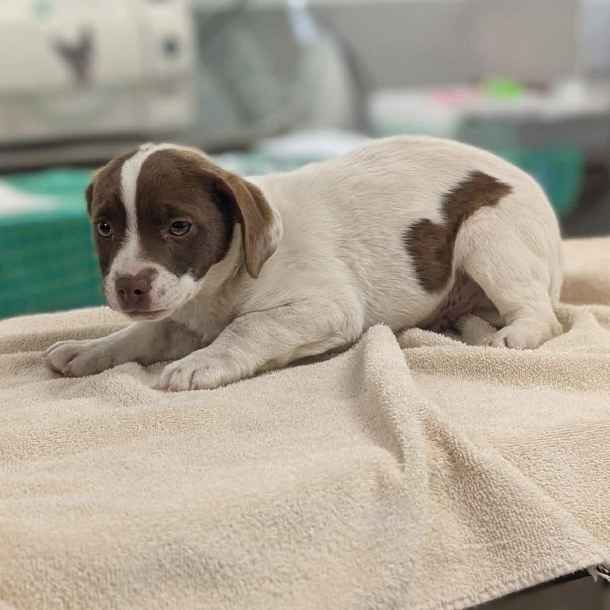 Enlarge Wallace, a Adoptable mixed breed in Potomac, MD image 4/4