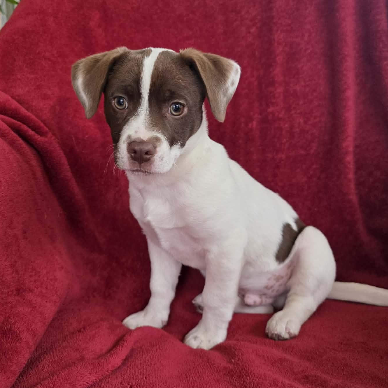 Enlarge Wallace, a Adoptable mixed breed in Potomac, MD image 2/4