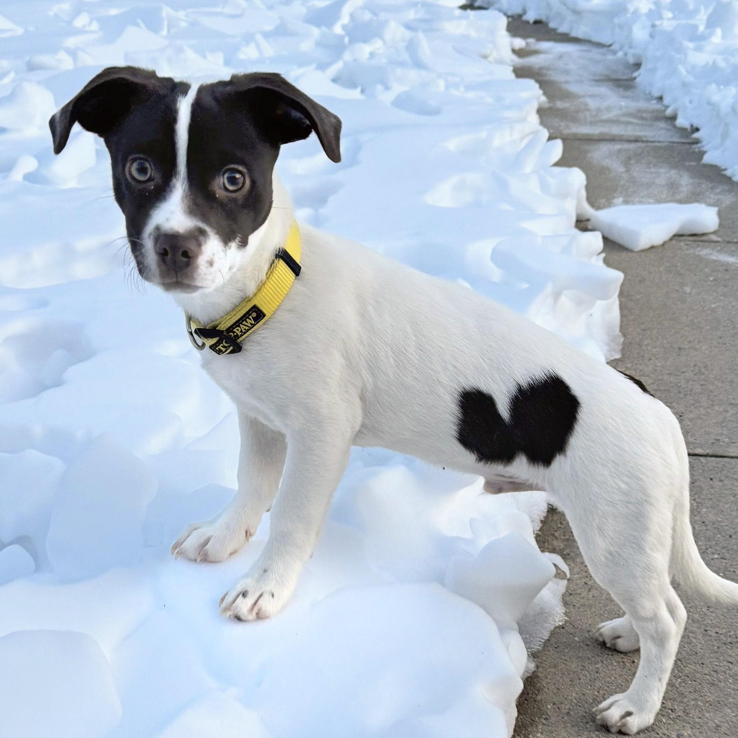 Wally, Adoptable, Puppy Male Mixed Breed.