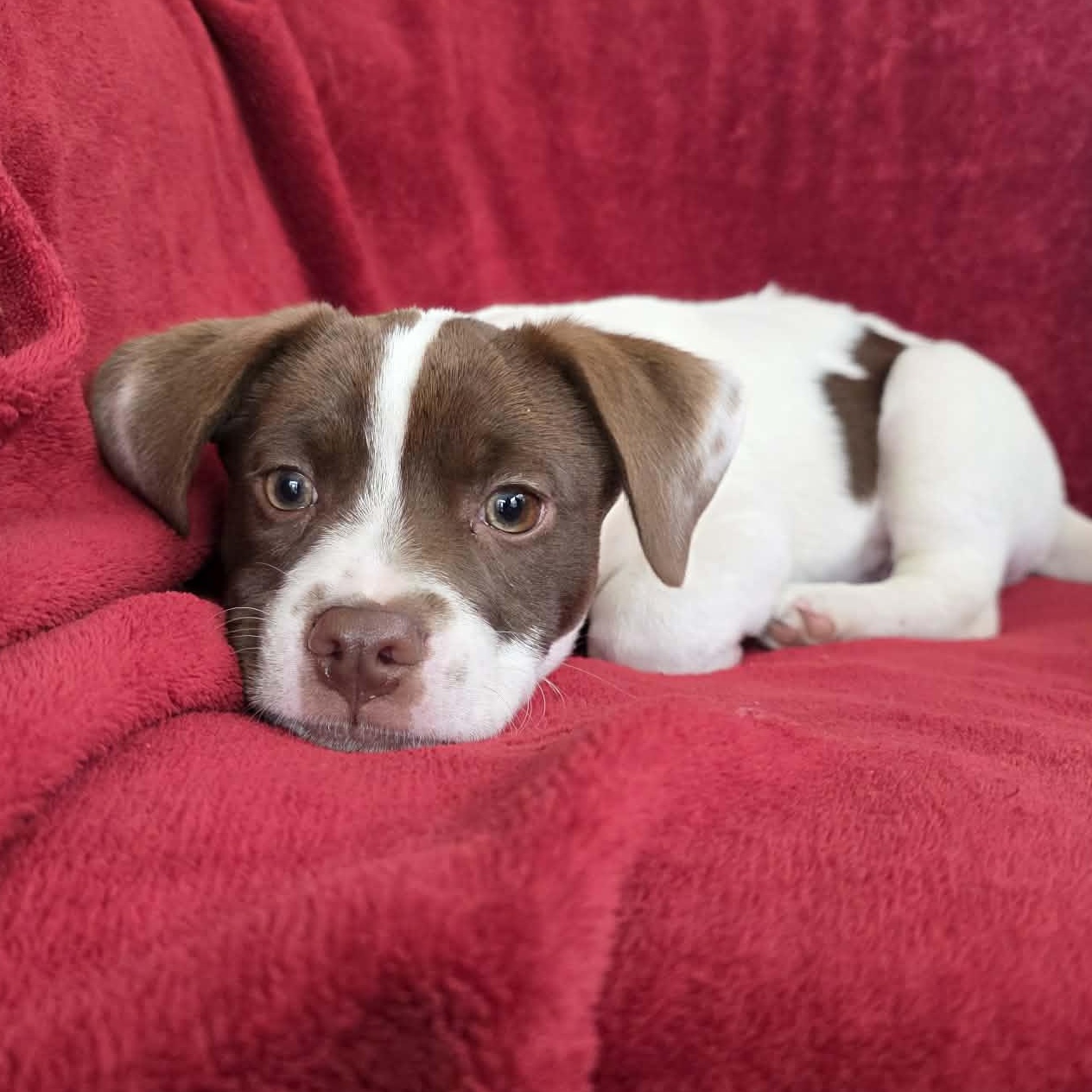 Enlarge Wallace, a Adoptable mixed breed in Potomac, MD image 1/4