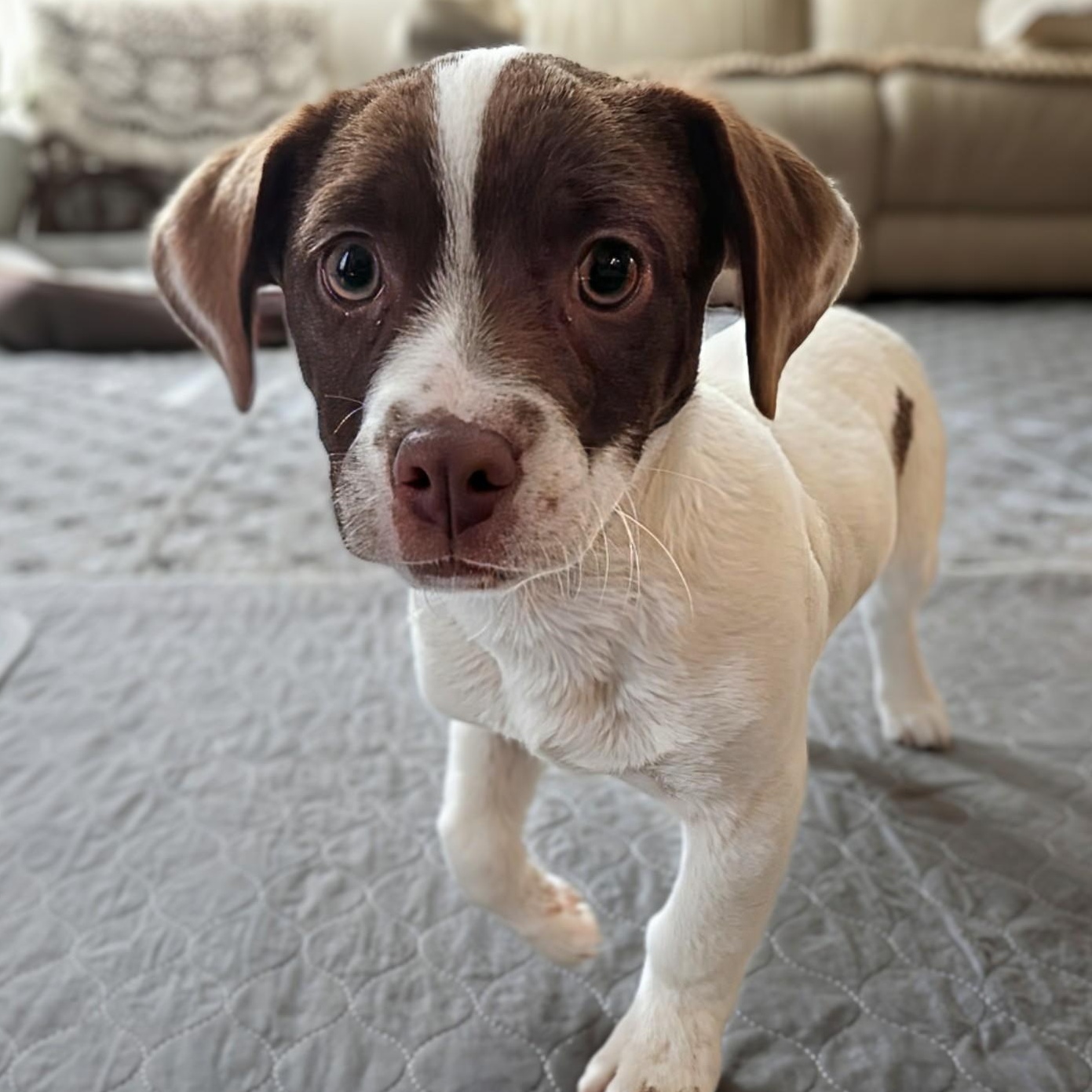 Enlarge Wallace, a Adoptable mixed breed in Potomac, MD image 3/4