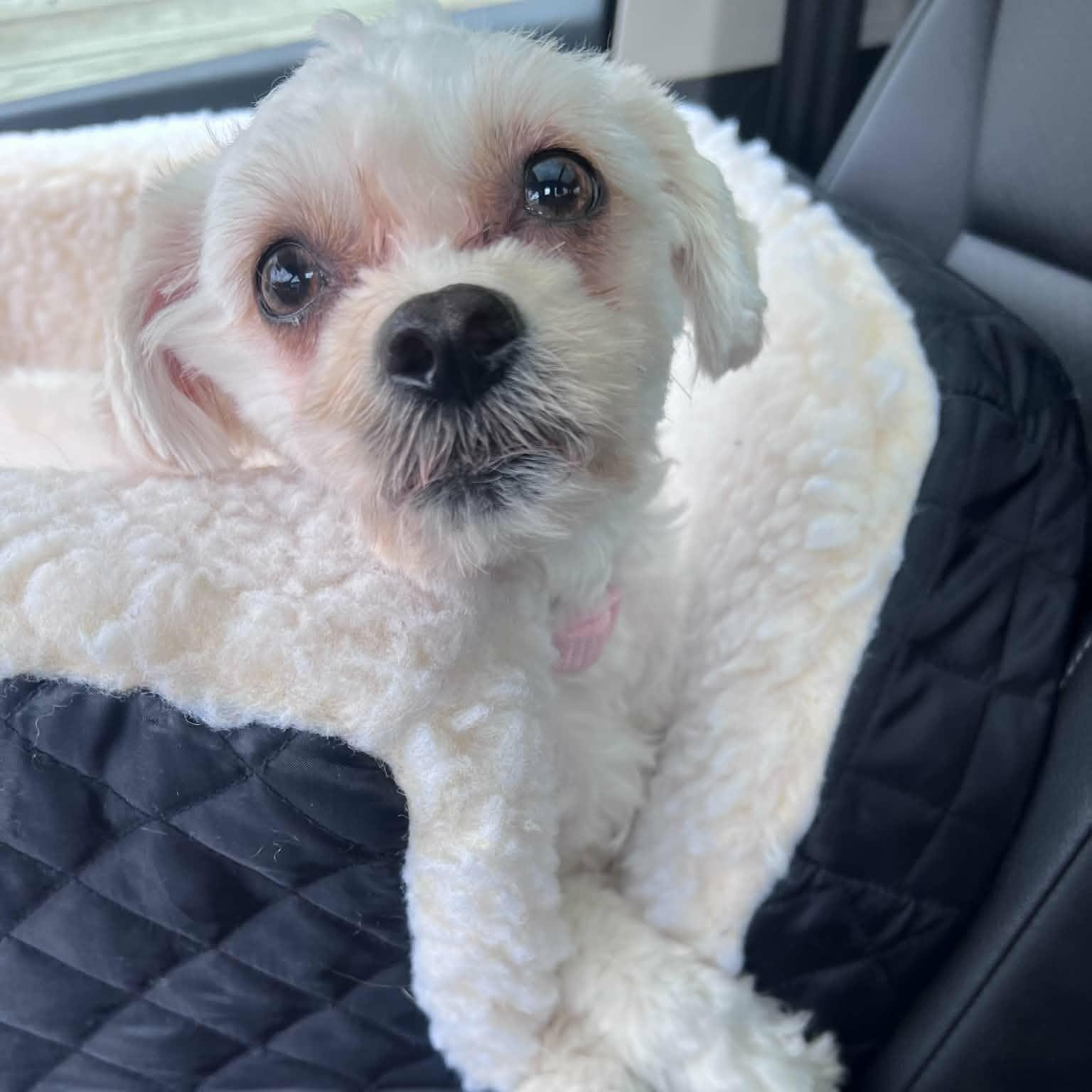 Enlarge Tilly, a Adoptable mixed breed in Stamford, CT image 3/6