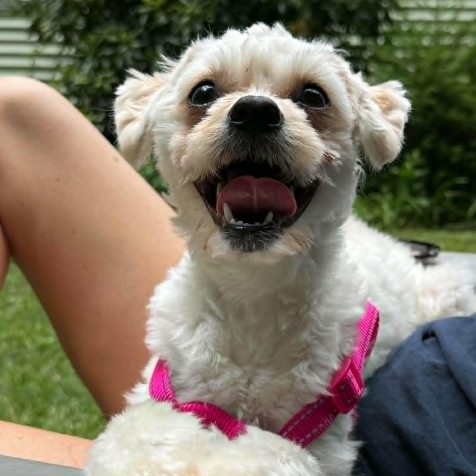 Enlarge Tilly, a Adoptable mixed breed in Stamford, CT image 2/6