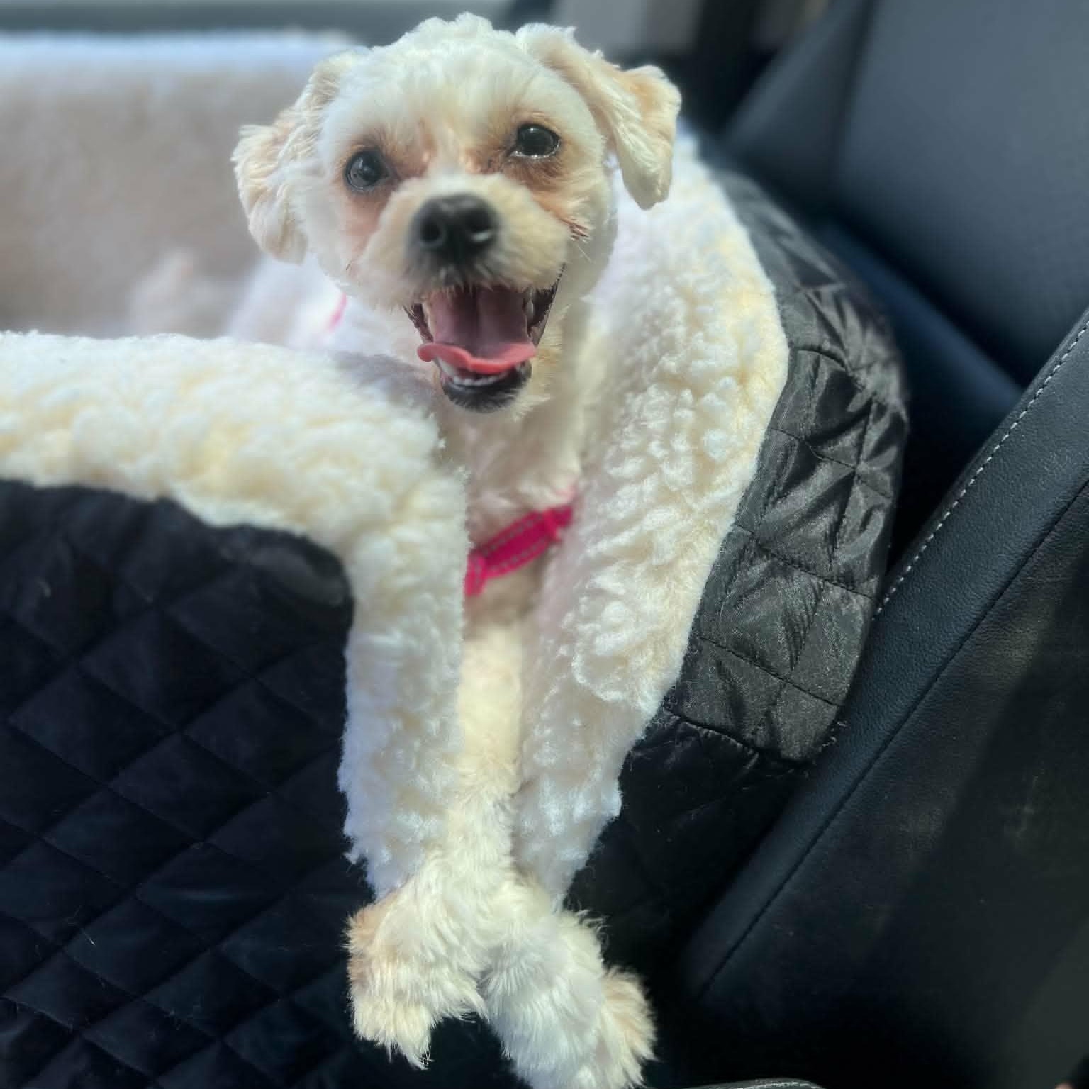 Tilly, Adoptable, Young Female Miniature Poodle & Bichon Frise.