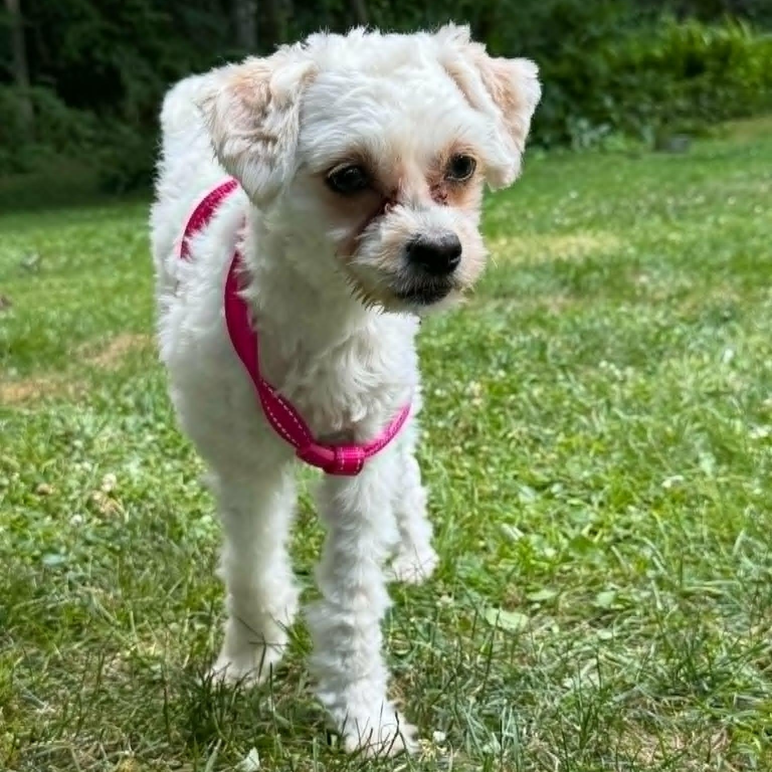 Enlarge Tilly, a Adoptable mixed breed in Stamford, CT image 6/6