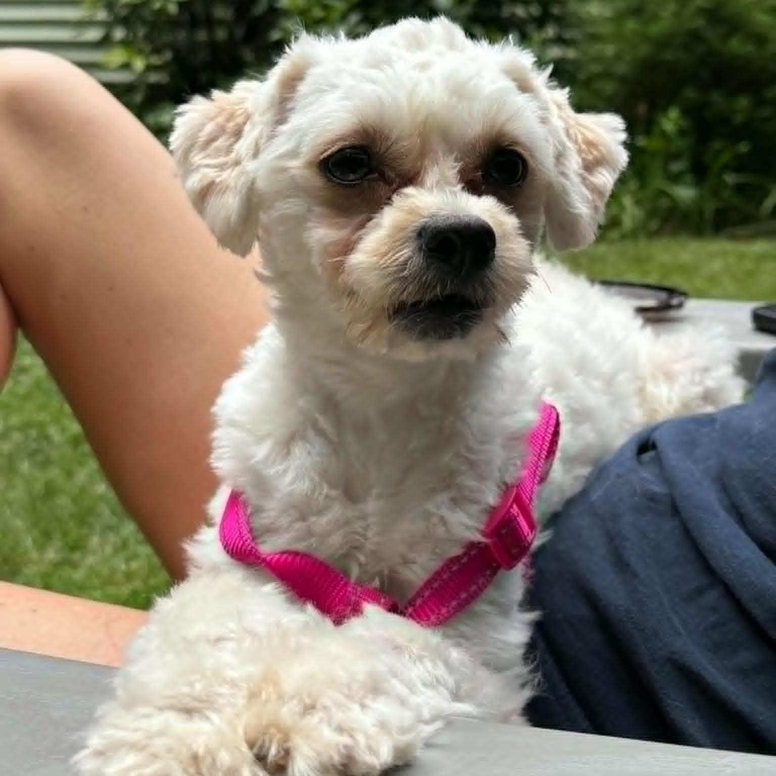 Enlarge Tilly, a Adoptable mixed breed in Stamford, CT image 4/6