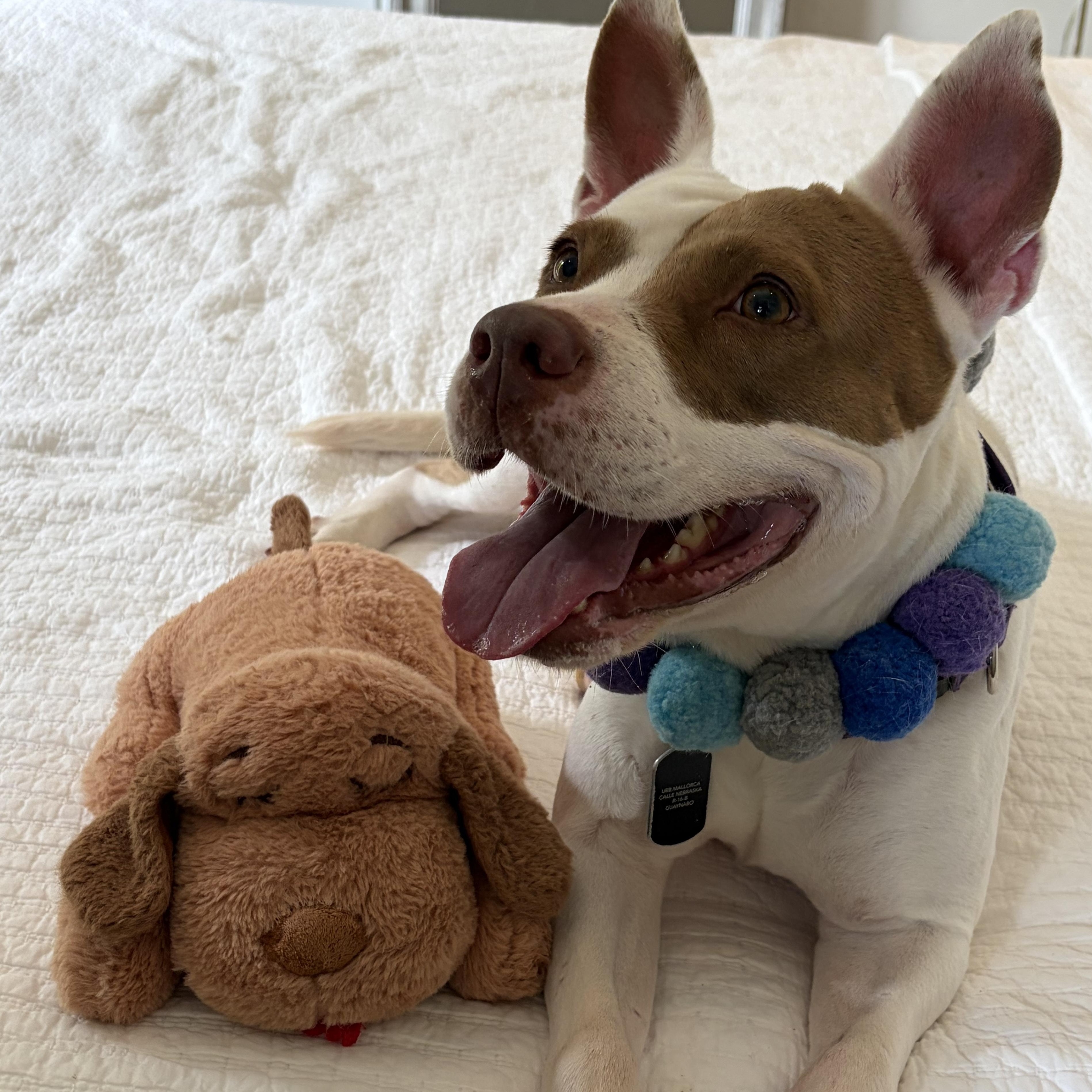Enlarge Dulce, a Adoptable mixed breed in Fort Lauderdale , FL image 4/5