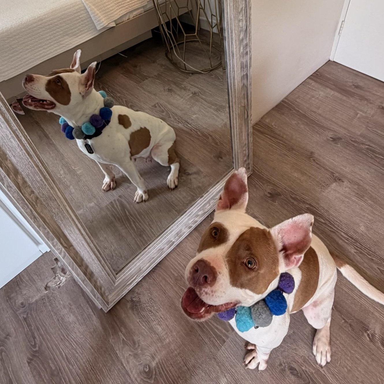 Enlarge Dulce, a Adoptable mixed breed in Fort Lauderdale , FL image 2/5