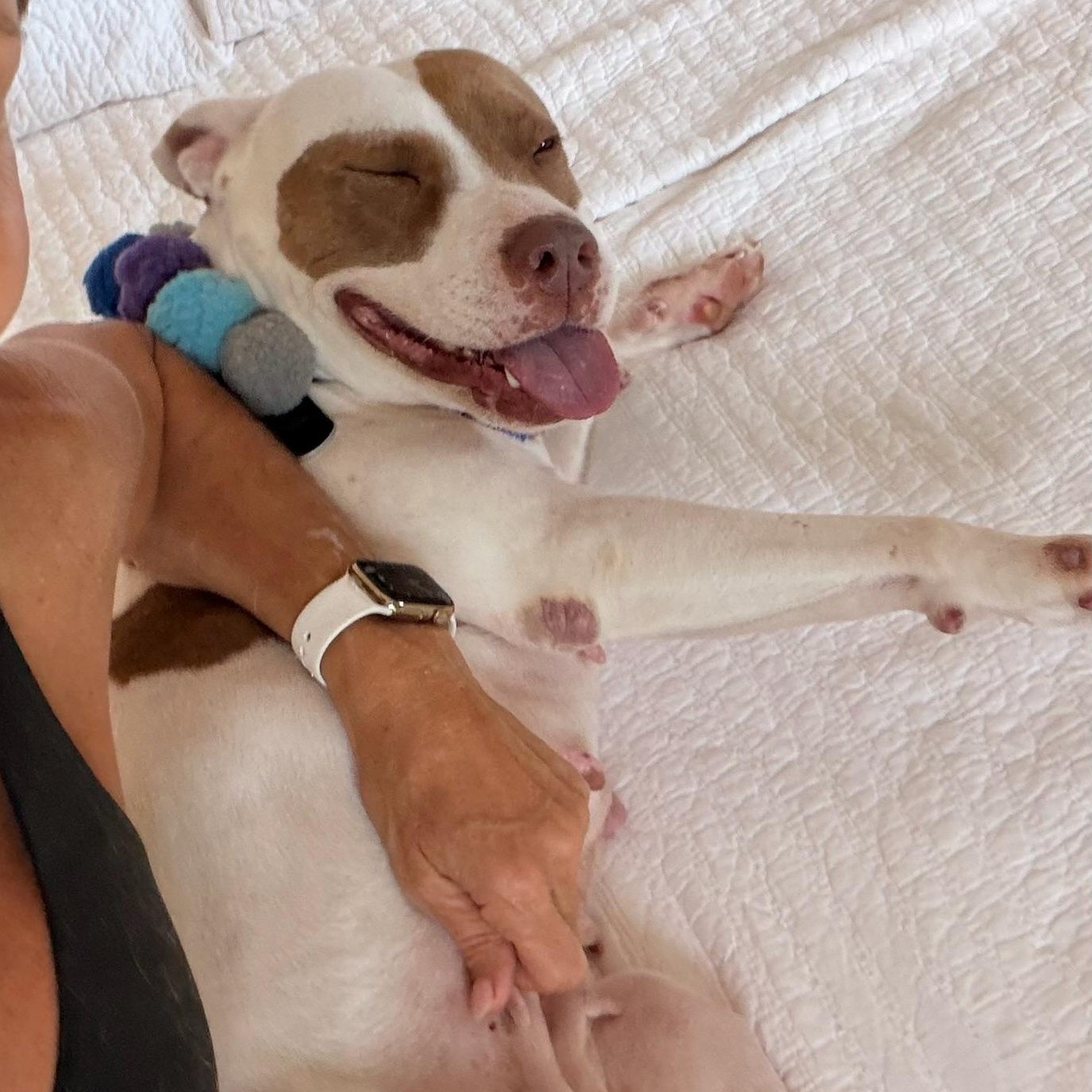 Enlarge Dulce, a Adoptable mixed breed in Fort Lauderdale , FL image 3/5