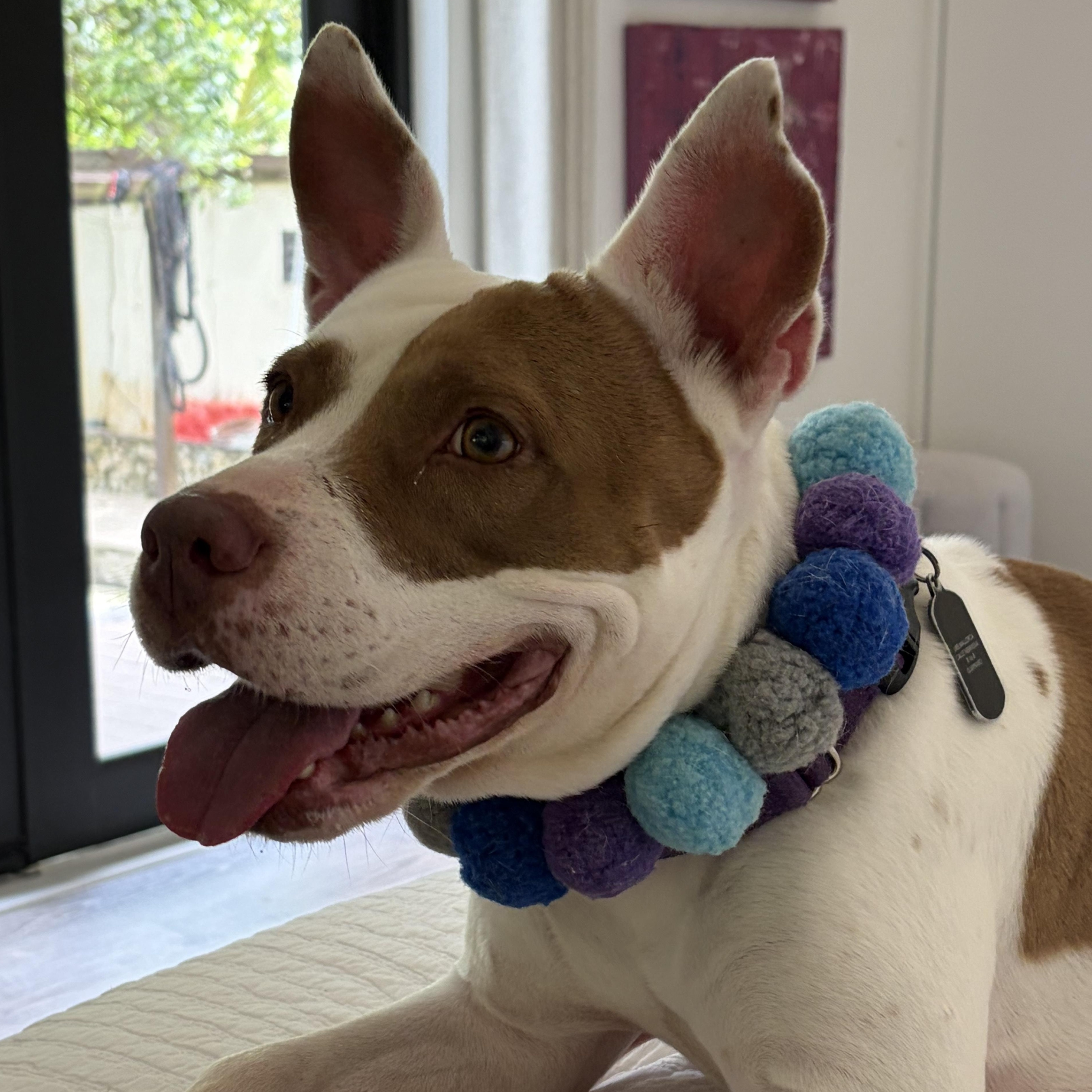 Enlarge Dulce, a Adoptable mixed breed in Fort Lauderdale , FL image 5/5