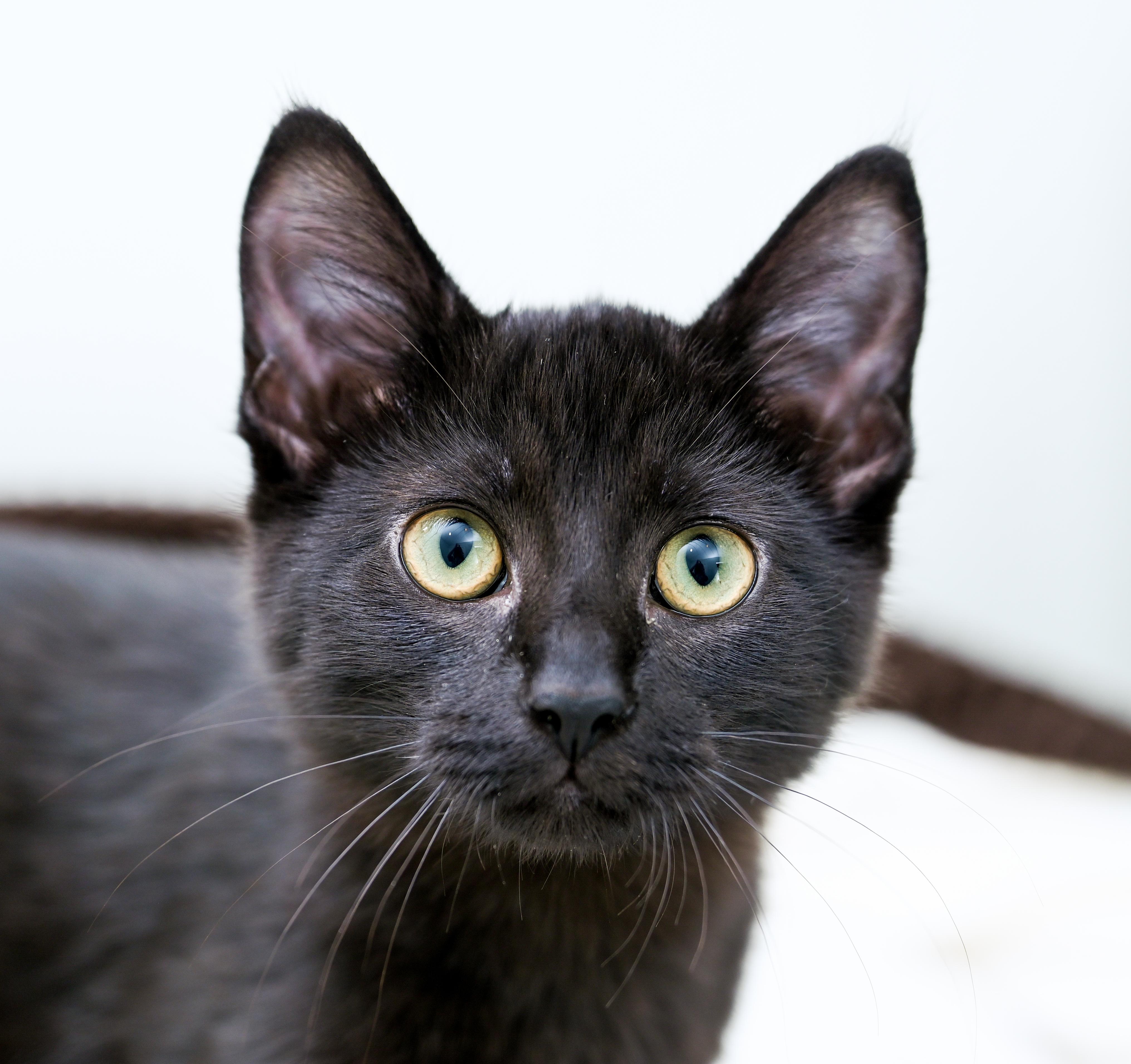 Enlarge Nespresso, a Adoptable Domestic Short Hair in Chattanooga, TN image 5/6