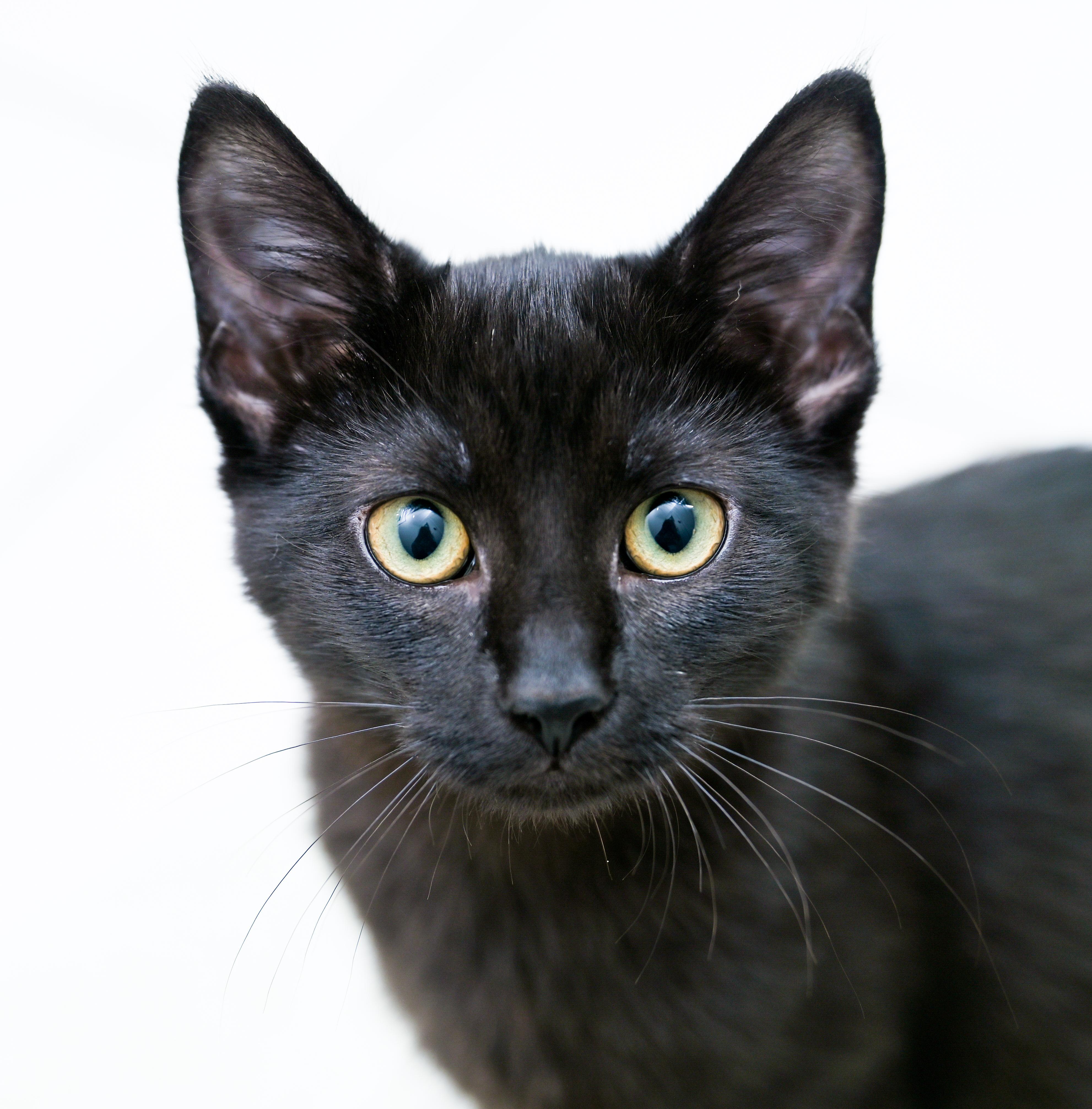Enlarge Nespresso, a Adoptable Domestic Short Hair in Chattanooga, TN image 3/6
