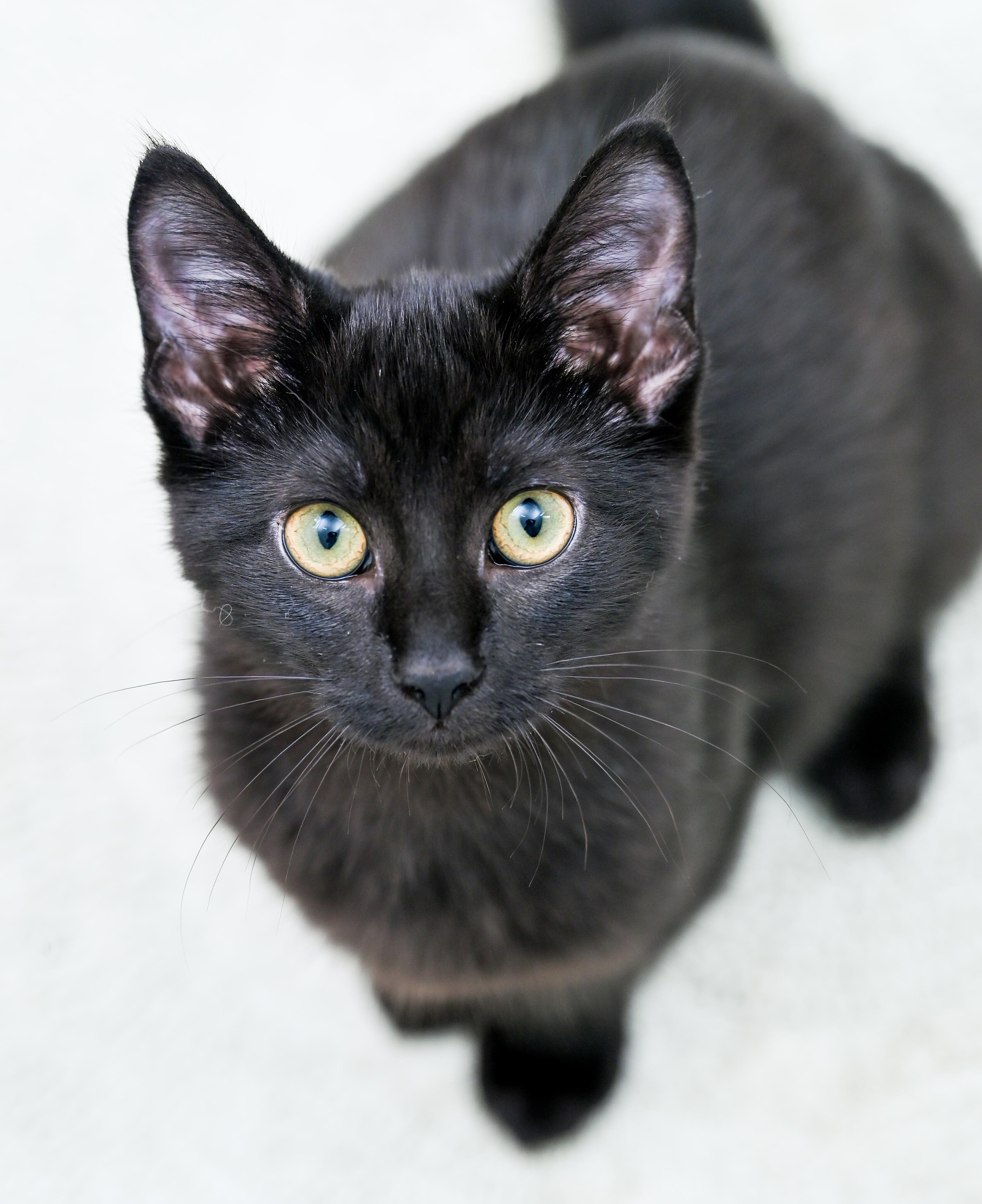 Enlarge Nespresso, a Adoptable Domestic Short Hair in Chattanooga, TN image 4/6