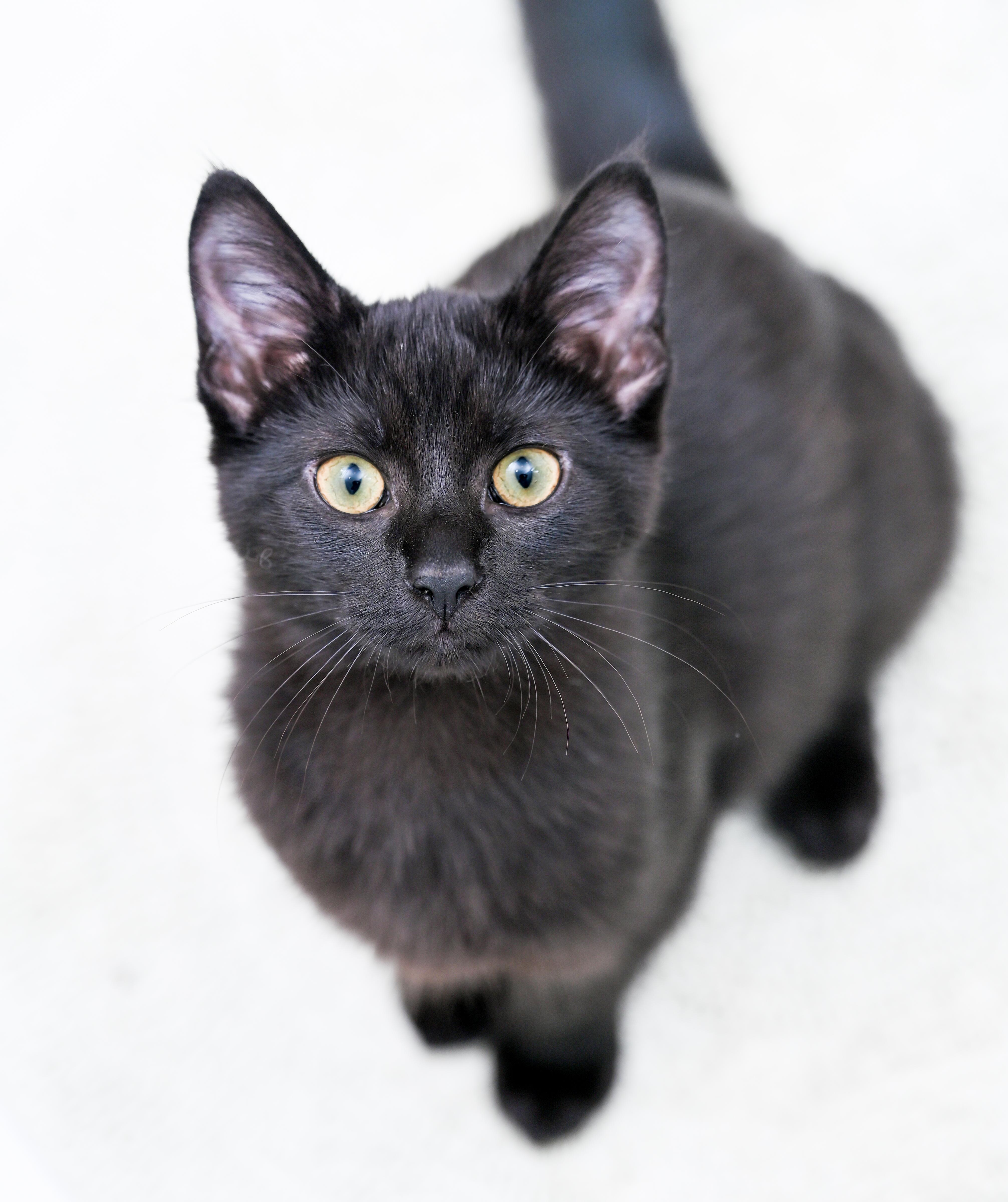 Enlarge Nespresso, a Adoptable Domestic Short Hair in Chattanooga, TN image 2/6