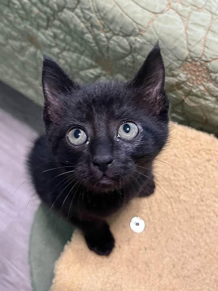 Enlarge Nespresso, a Adoptable Domestic Short Hair in Chattanooga, TN image 6/6
