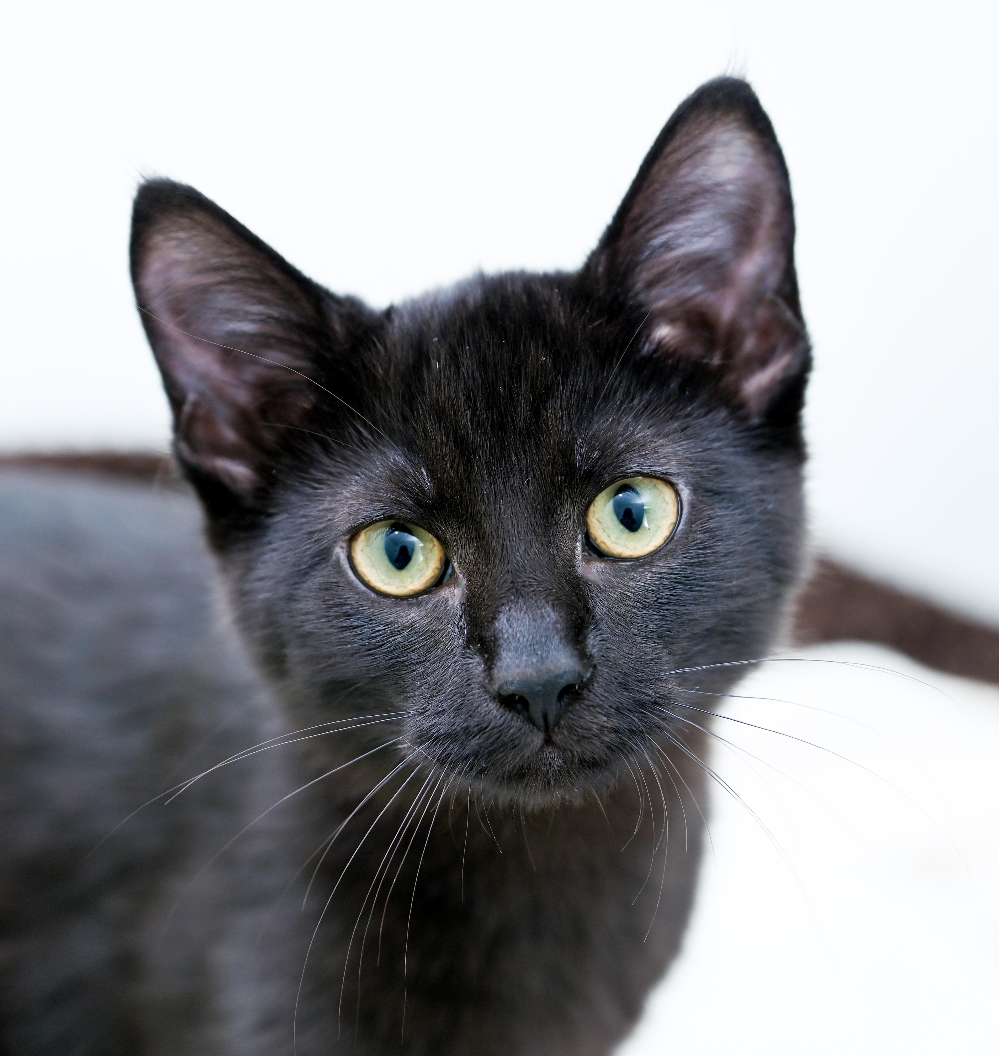 Enlarge Nespresso, a Adoptable Domestic Short Hair in Chattanooga, TN image 1/6