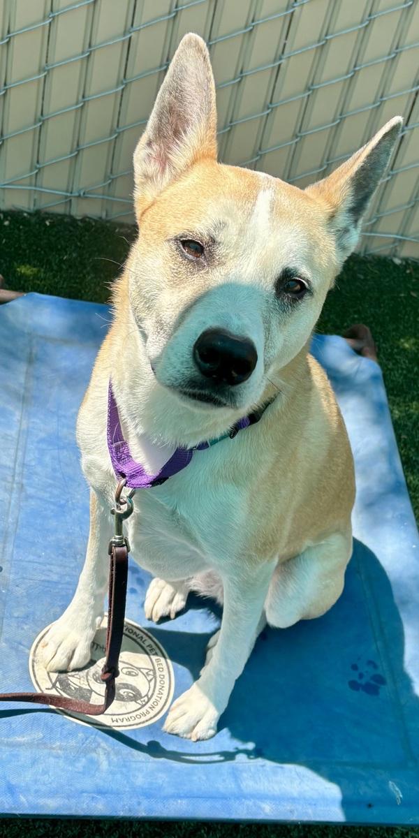 Cinderella (ella), Adoptable, Adult Female Siberian Husky & Pit Bull Terrier.