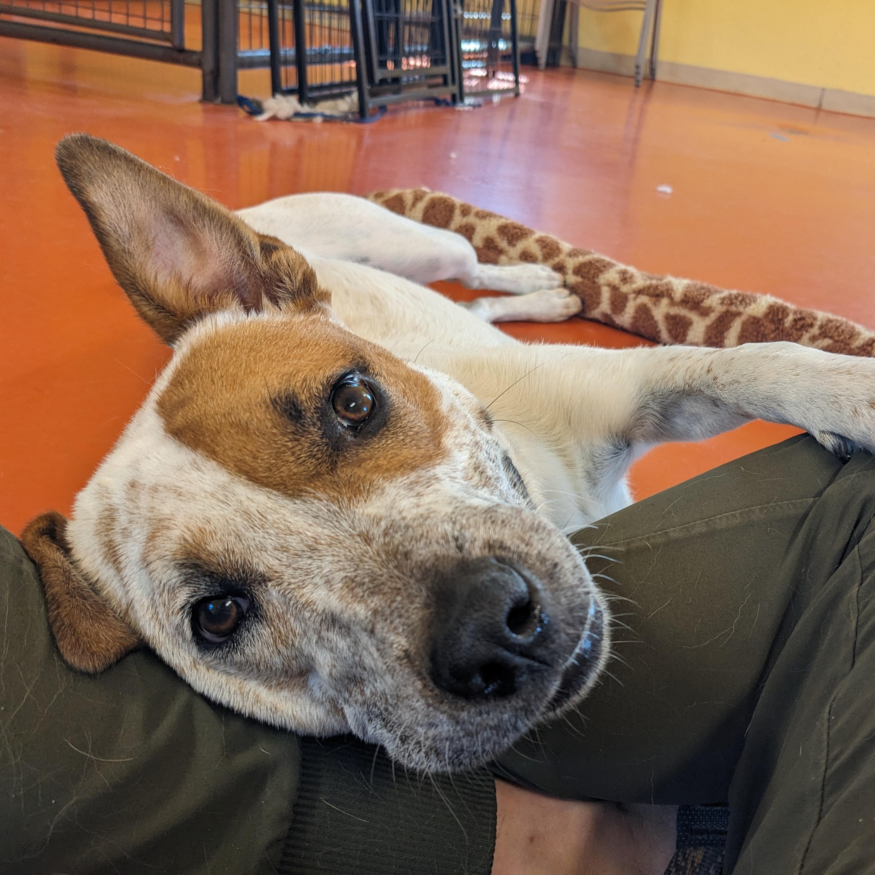 Pepe AKA Pepe Le Cute, a Adoptable mixed breed in Ridgway, CO image 1/6