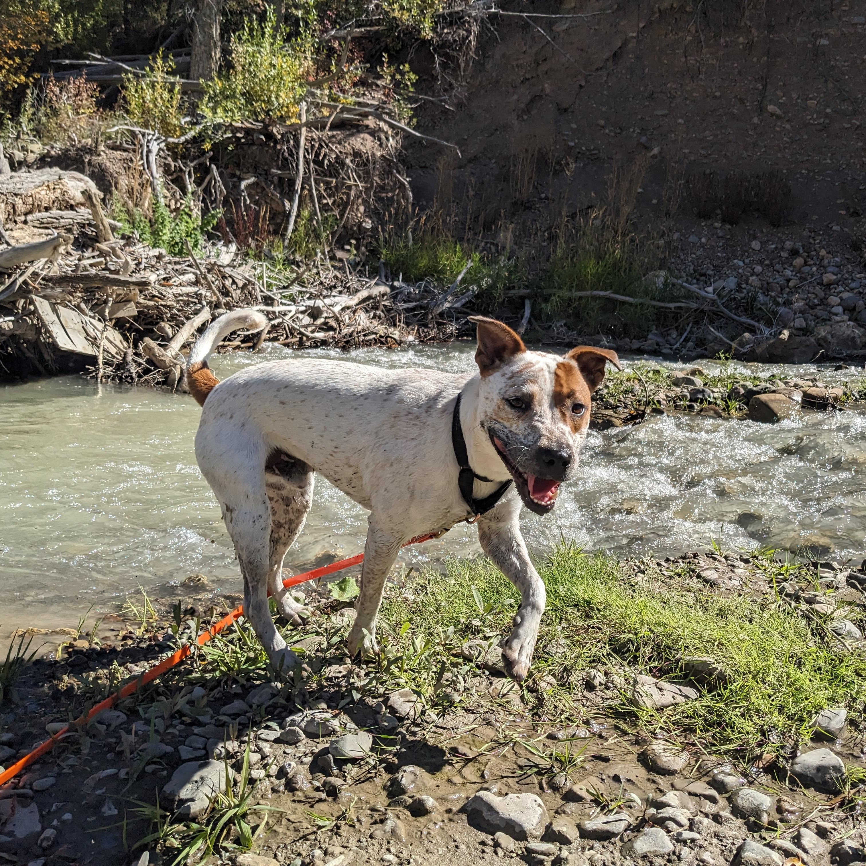 Pepe AKA Pepe Le Cute, a Adoptable mixed breed in Ridgway, CO image 4/6