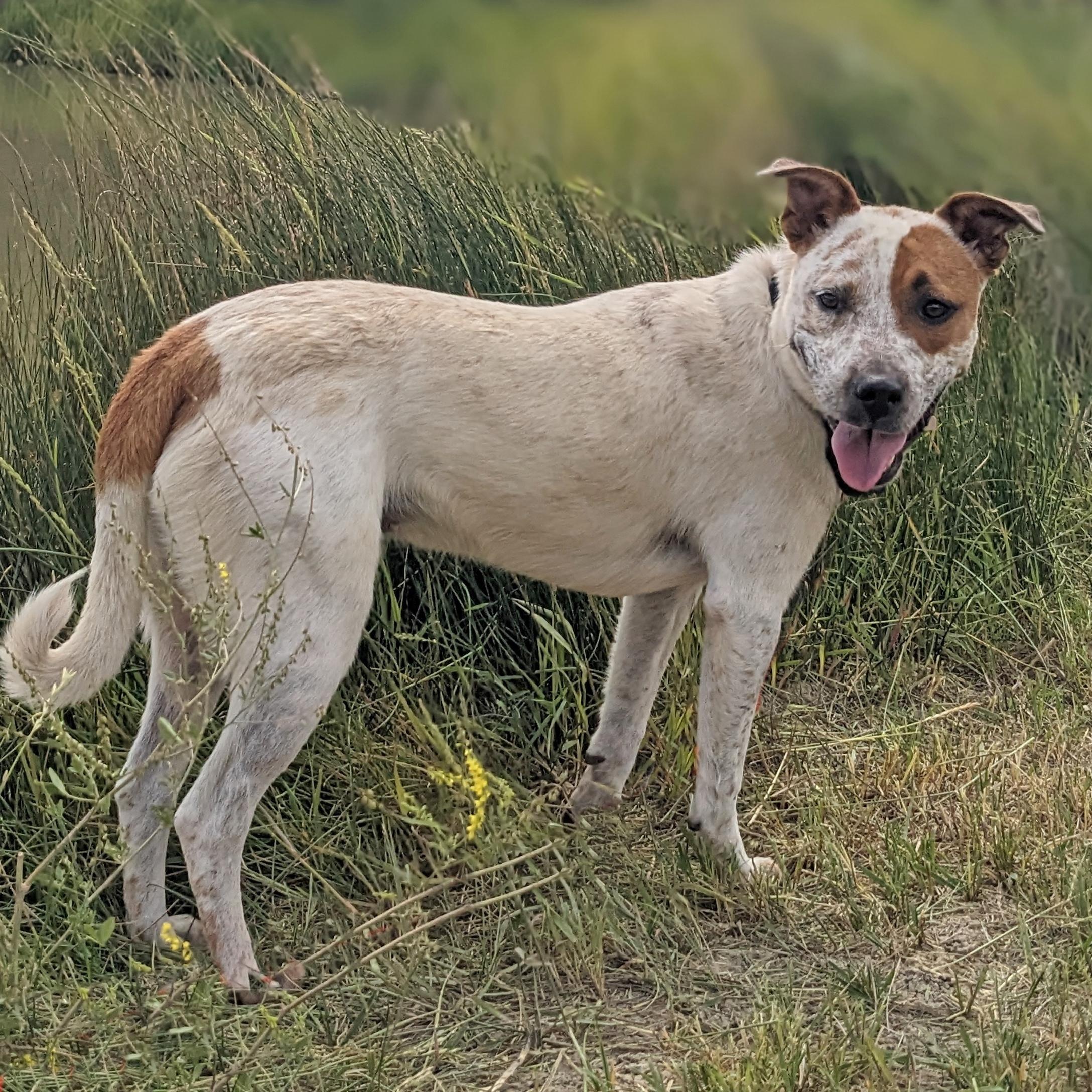 Pepe AKA Pepe Le Cute, an adoptable Australian Cattle Dog / Blue Heeler, Pit Bull Terrier in Ridgway, CO, 81432 | Photo Image 5