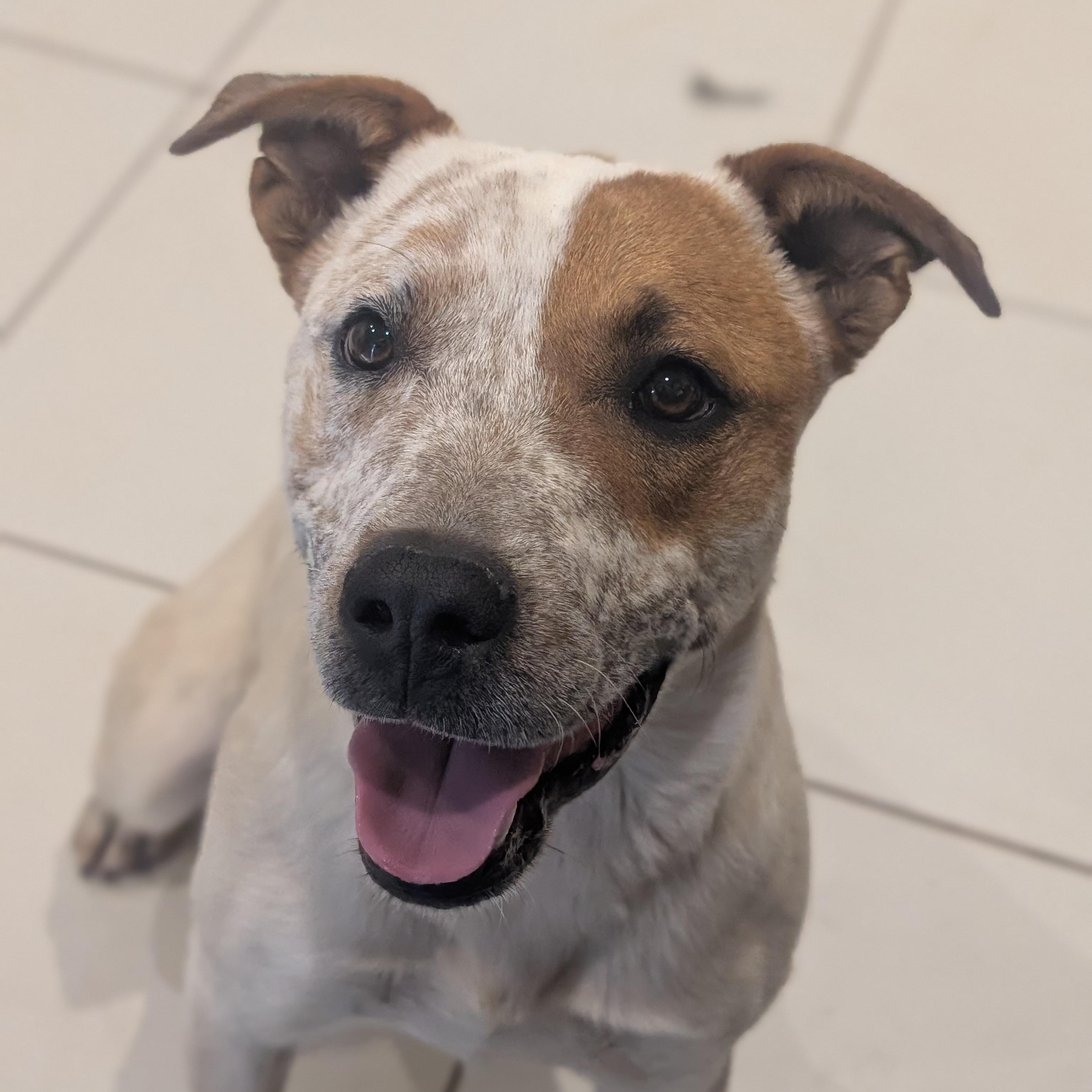 Pepe AKA Pepe Le Cute, an adoptable Australian Cattle Dog / Blue Heeler, Pit Bull Terrier in Ridgway, CO, 81432 | Photo Image 6