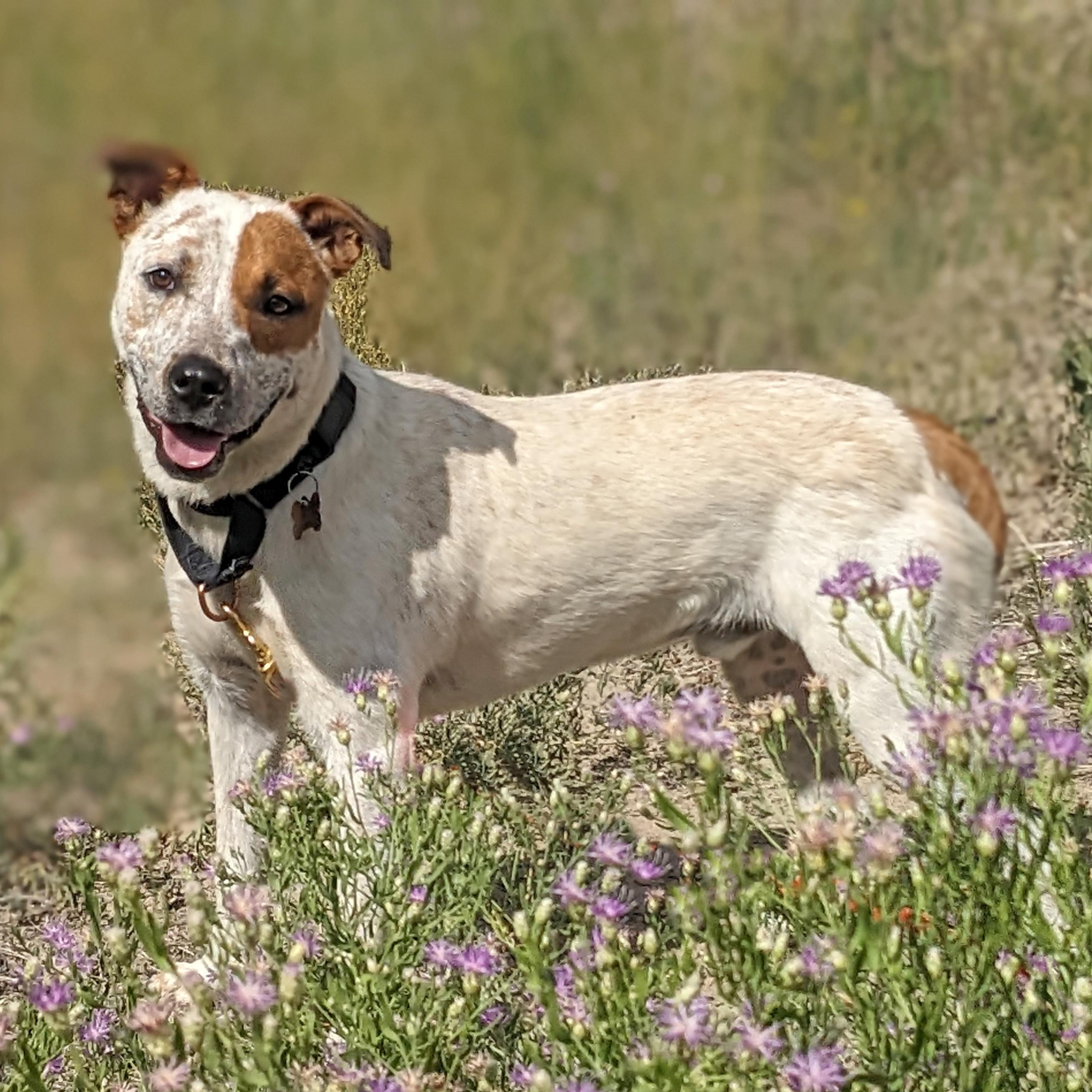 Pepe AKA Pepe Le Cute, an adoptable Australian Cattle Dog / Blue Heeler, Pit Bull Terrier in Ridgway, CO, 81432 | Photo Image 1
