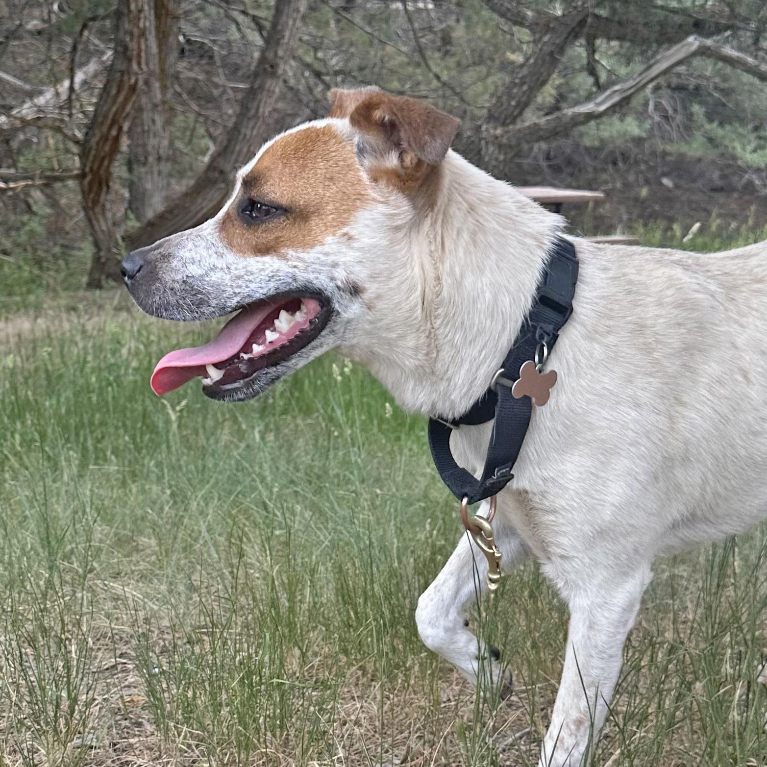 Pepe AKA Pepe Le Cute, an adoptable Australian Cattle Dog / Blue Heeler, Pit Bull Terrier in Ridgway, CO, 81432 | Photo Image 4
