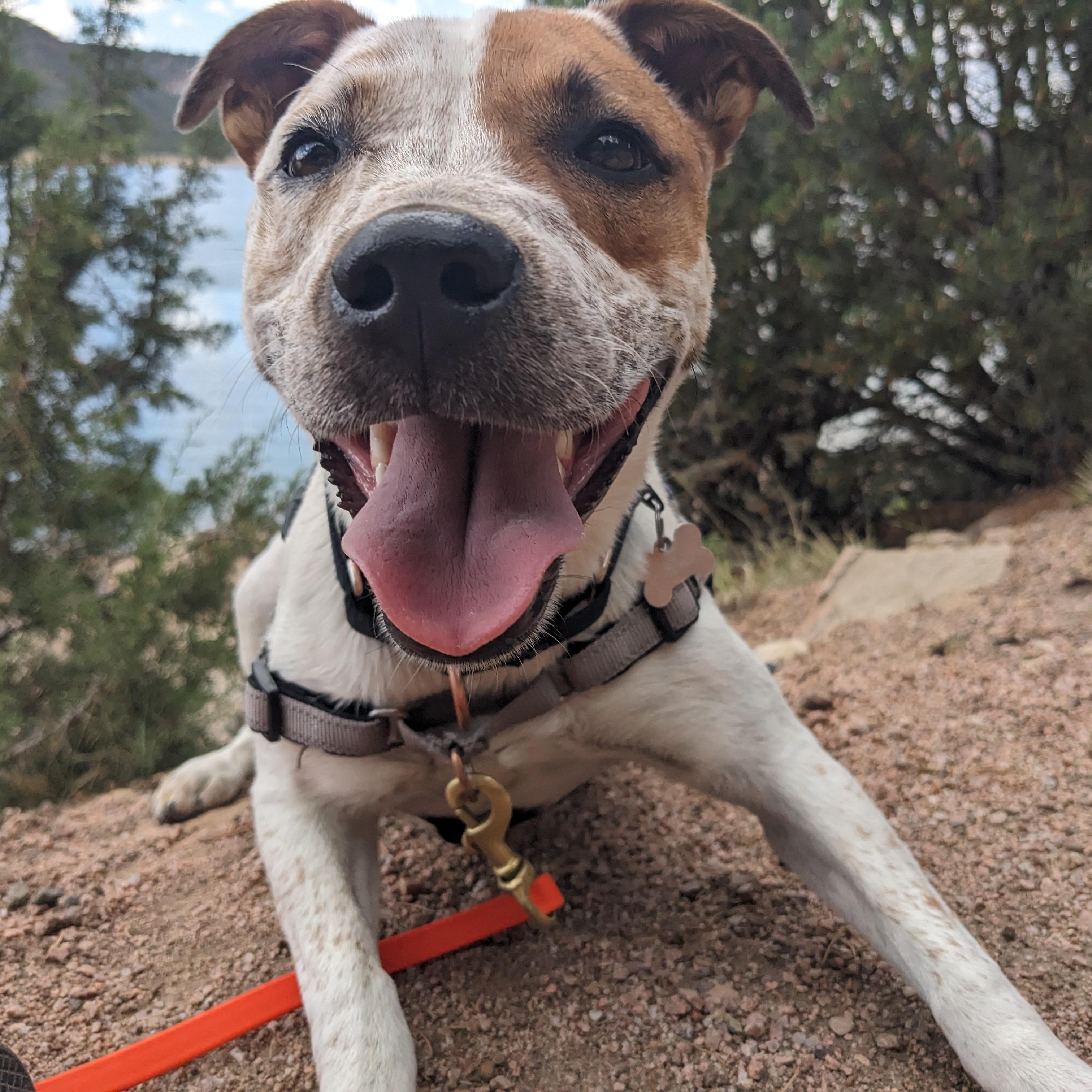 Pepe AKA Pepe Le Cute, a Adoptable mixed breed in Ridgway, CO image 3/6