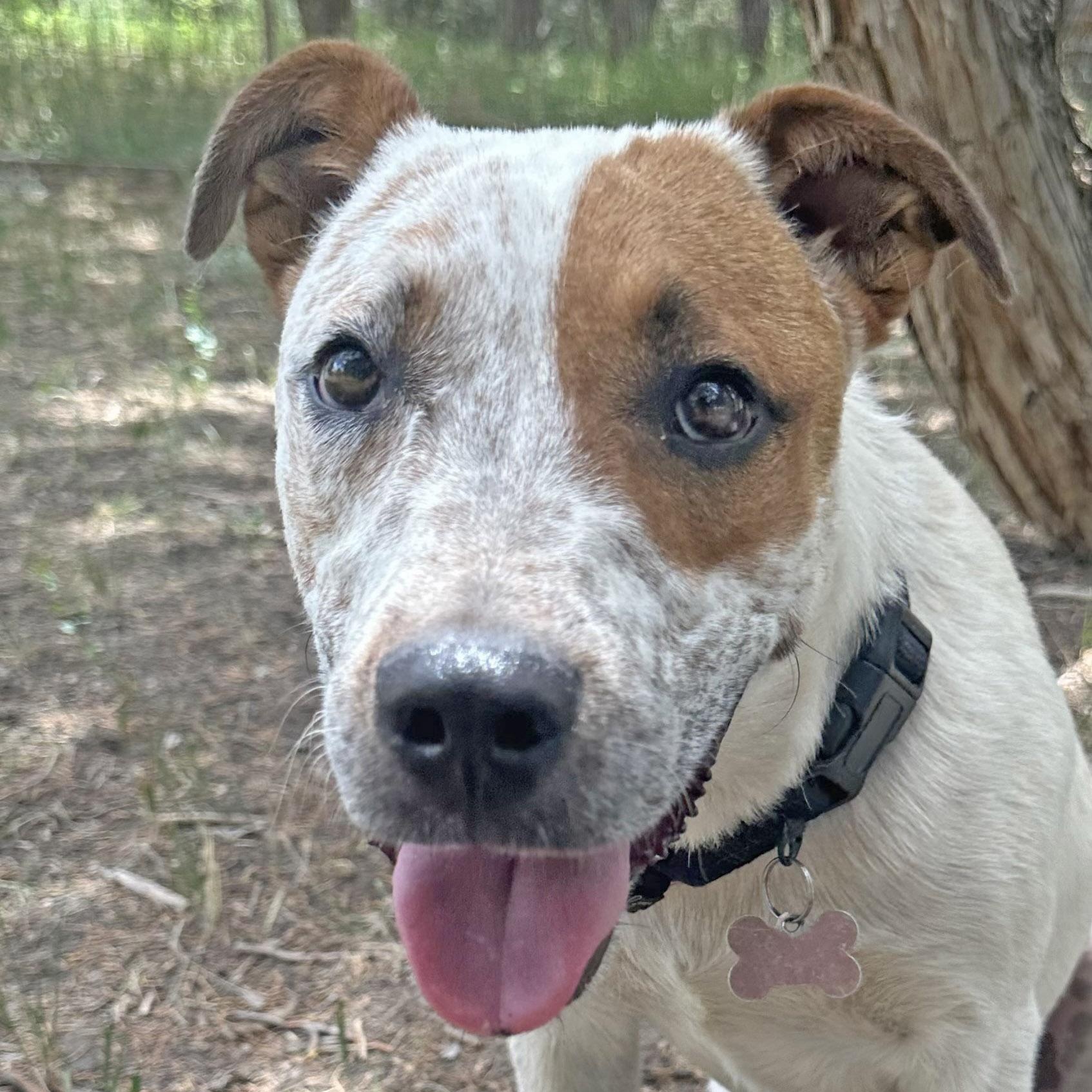 Pepe AKA Pepe Le Cute, an adoptable Australian Cattle Dog / Blue Heeler, Pit Bull Terrier in Ridgway, CO, 81432 | Photo Image 2
