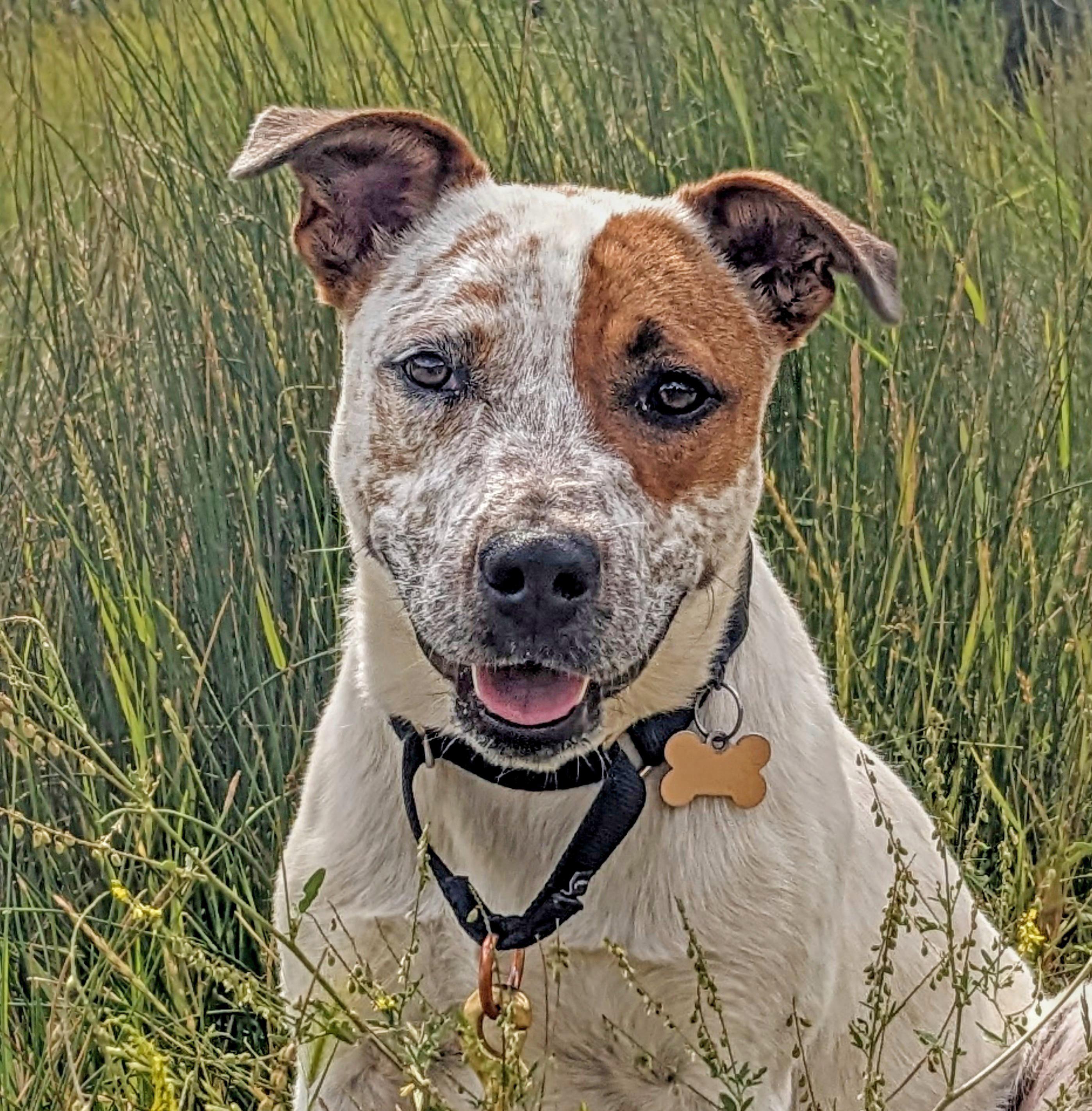 Pepe AKA Pepe Le Cute, an adoptable Australian Cattle Dog / Blue Heeler, Pit Bull Terrier in Ridgway, CO, 81432 | Photo Image 3