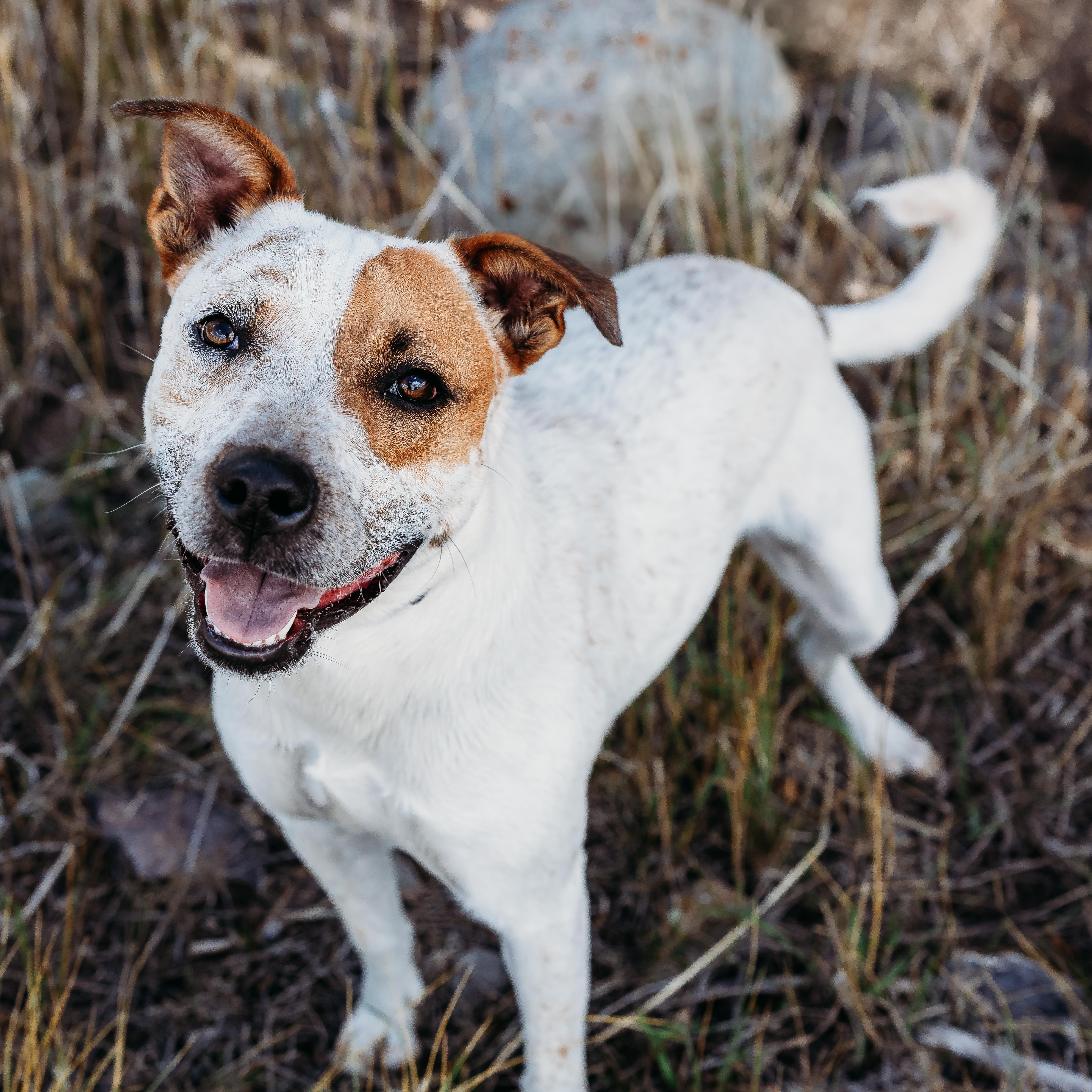 Pepe AKA Pepe Le Cute, a Adoptable mixed breed in Ridgway, CO image 2/6