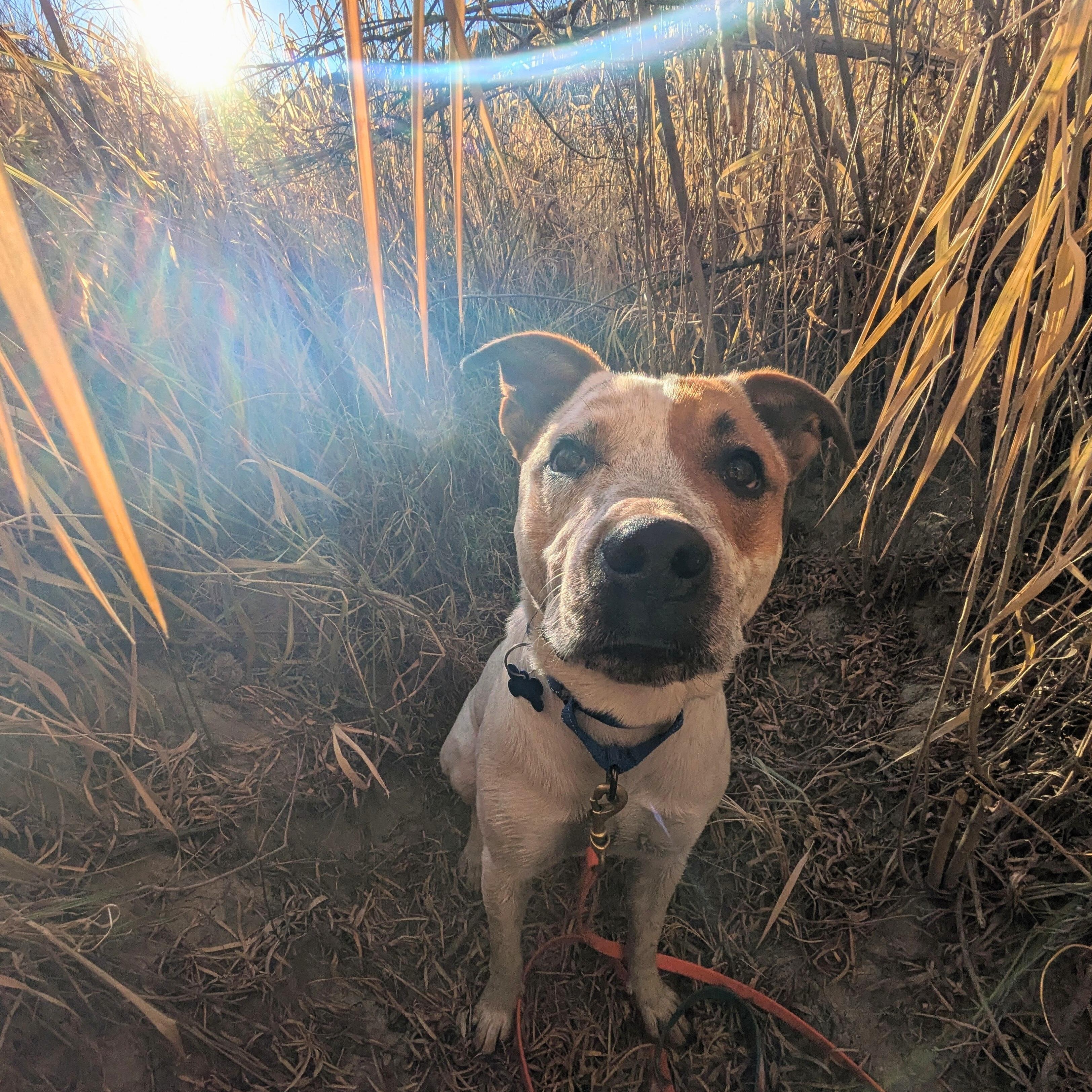Pepe AKA Pepe Le Cute, a Adoptable mixed breed in Ridgway, CO image 6/6