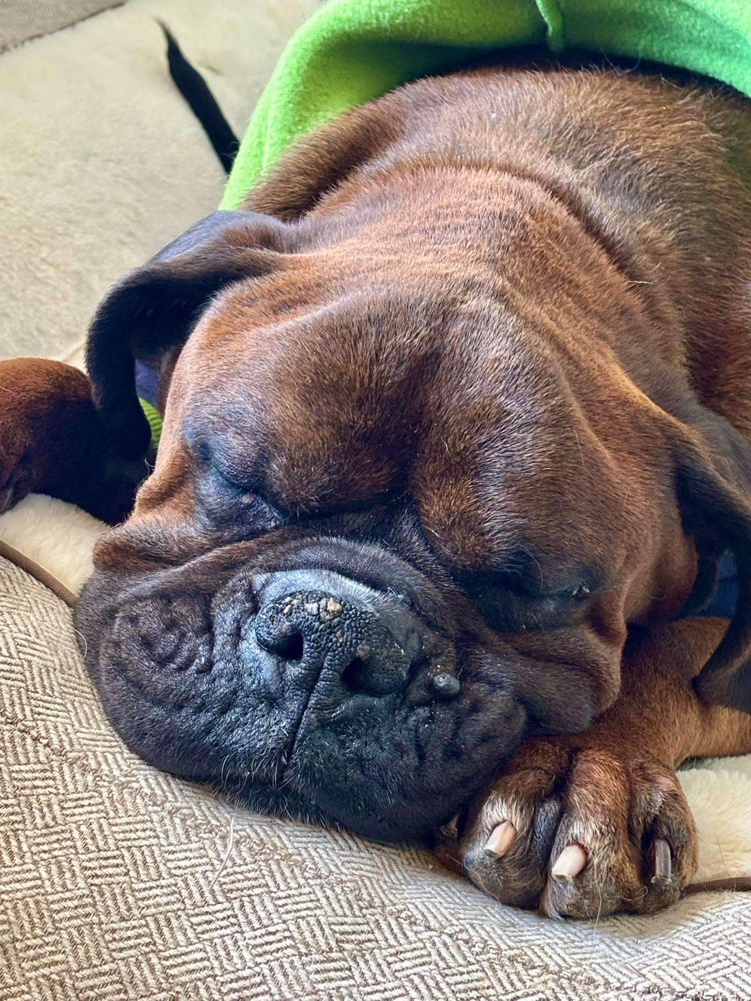 Enlarge Cooper, a Adoptable mixed breed in Vienna, ON image 3/6