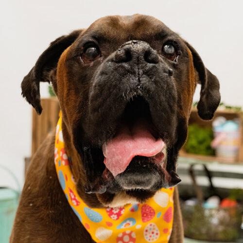 Enlarge Cooper, a Adoptable mixed breed in Vienna, ON image 5/6