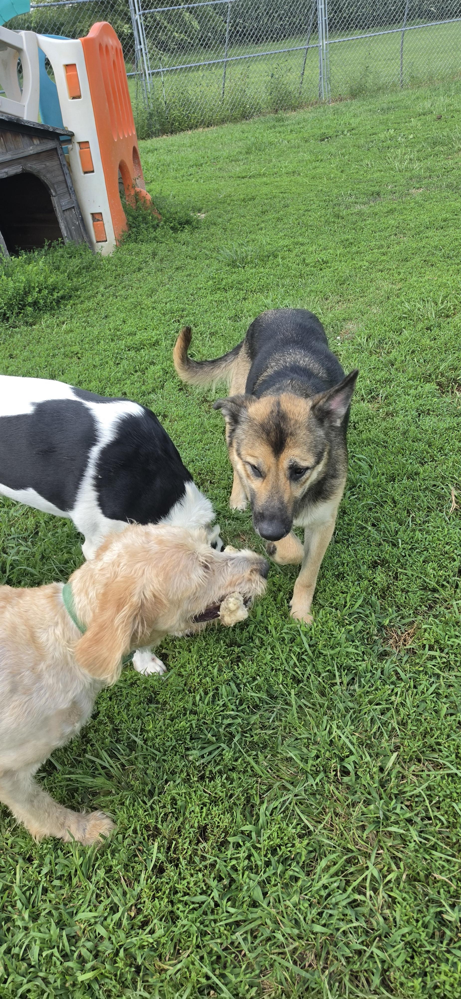 Enlarge Lola, a ADOPTABLE mixed breed in Terre Haute, IN image 4/4