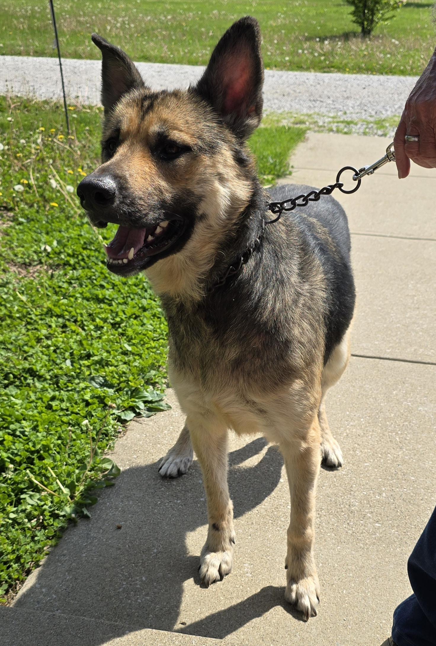 Lola, ADOPTABLE, Adult Female German Shepherd Dog.