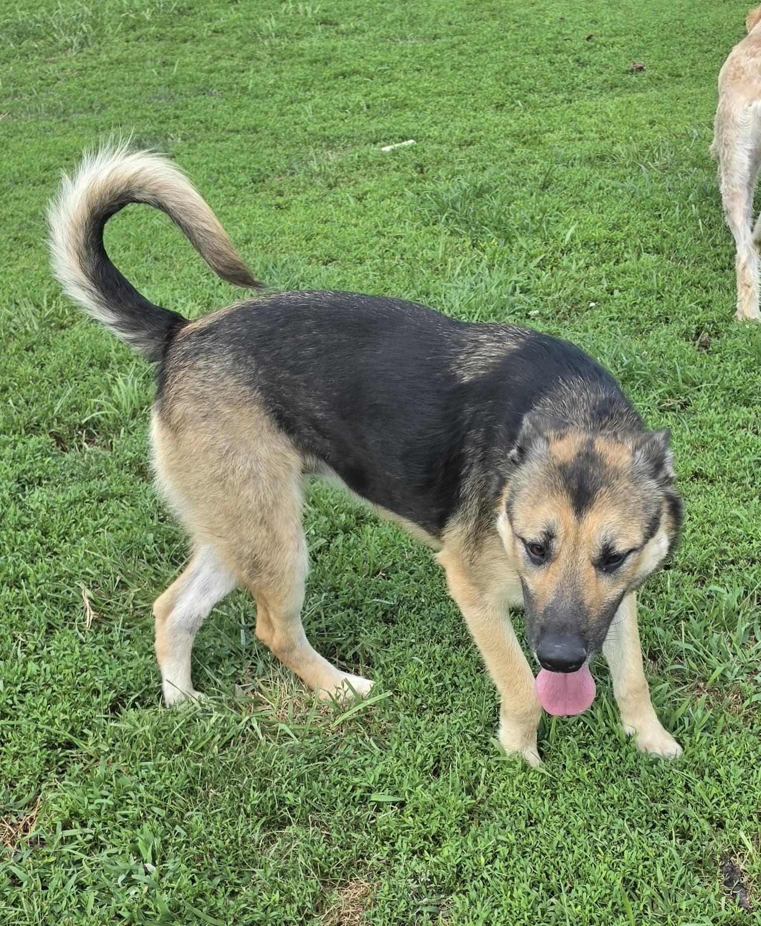 Enlarge Lola, a ADOPTABLE mixed breed in Terre Haute, IN image 3/4