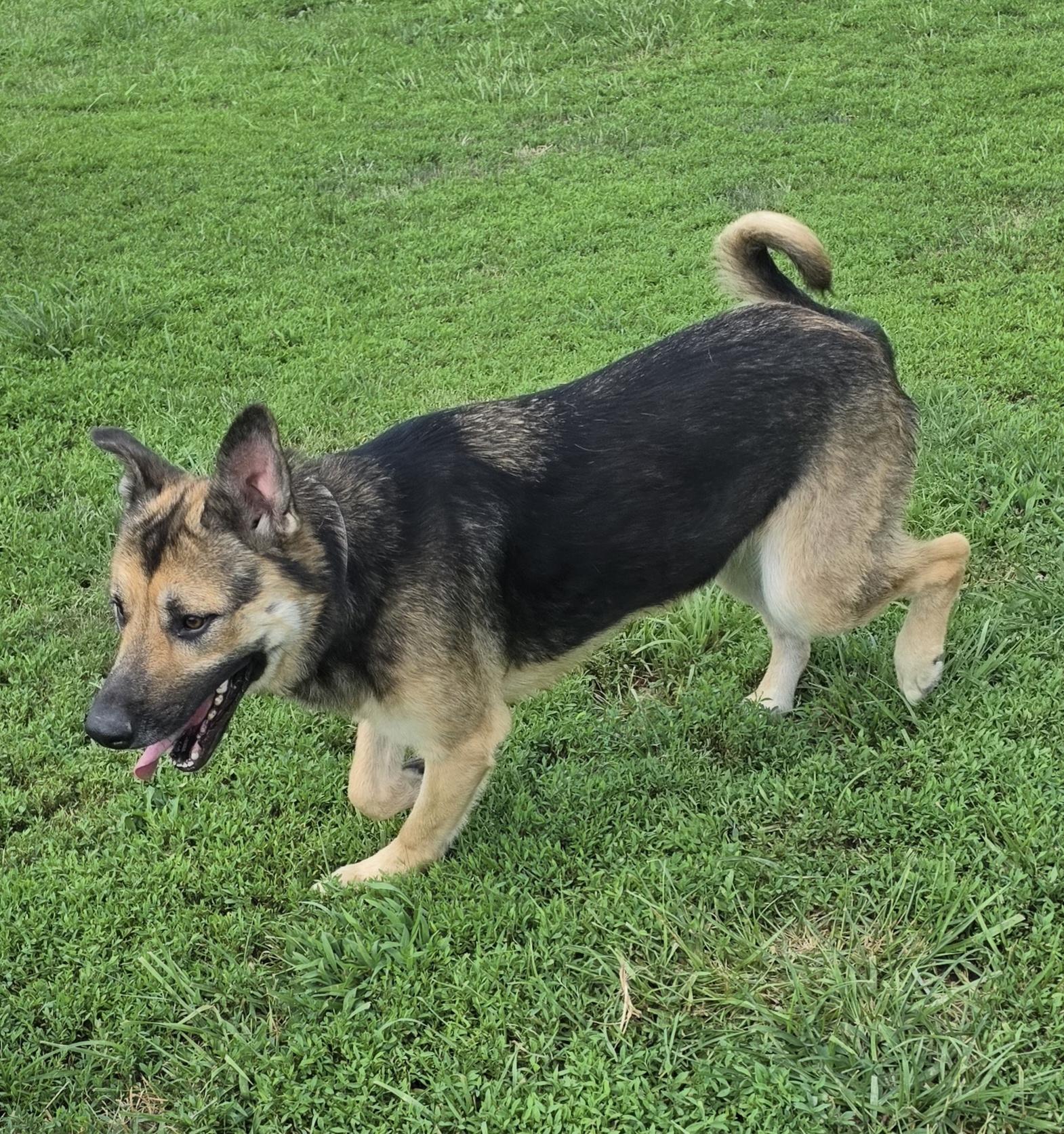 Enlarge Lola, a ADOPTABLE mixed breed in Terre Haute, IN image 2/4