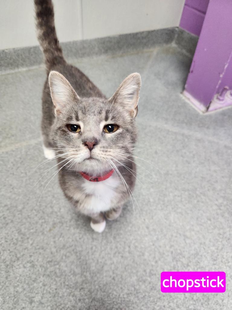 Chopsticks, adoptable, Adult Male Domestic Short Hair.