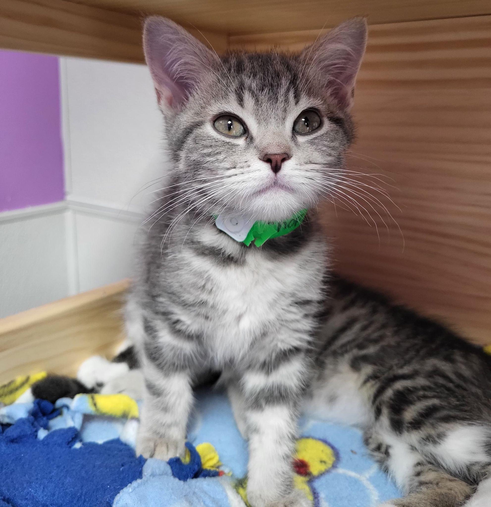 Enlarge Chopsticks, a ADOPTABLE Domestic Short Hair in New Philadelphia, OH image 1/1