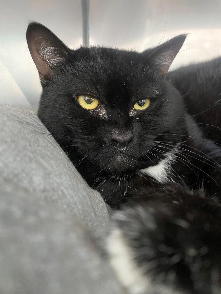 Enlarge Oogie Boogie, a Adoptable mixed breed in Fall River, MA image 2/6