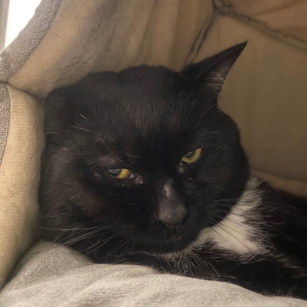 Oogie Boogie, Adoptable, Young Male Domestic Short Hair.