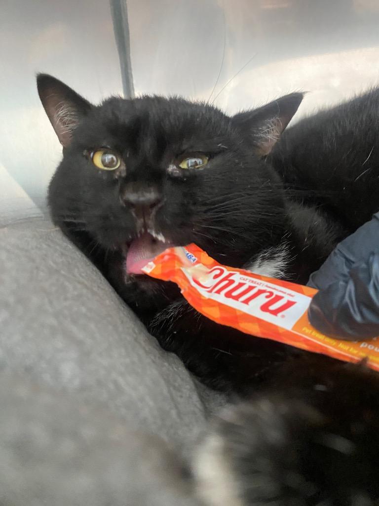 Enlarge Oogie Boogie, a Adoptable mixed breed in Fall River, MA image 5/6