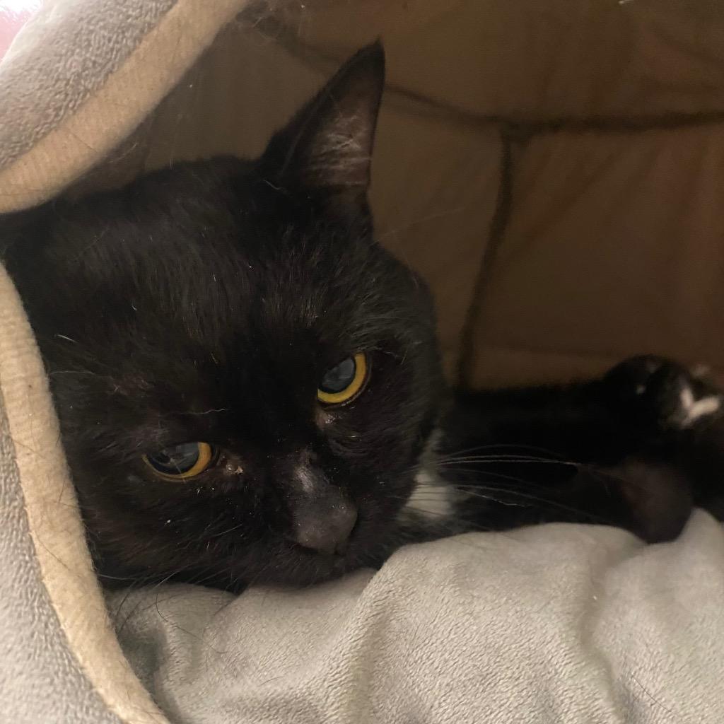 Oogie Boogie, a Adoptable mixed breed in Fall River, MA image 2/2