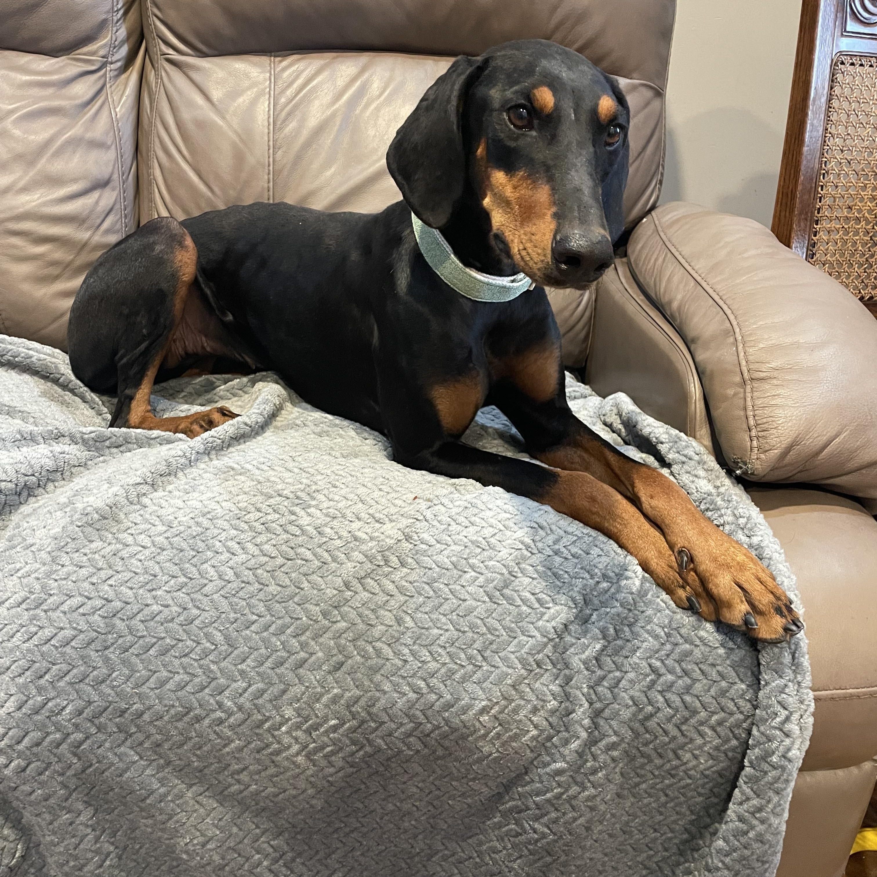 Enlarge Tess, a Adoptable Doberman Pinscher in Phoenix, AZ image 2/5