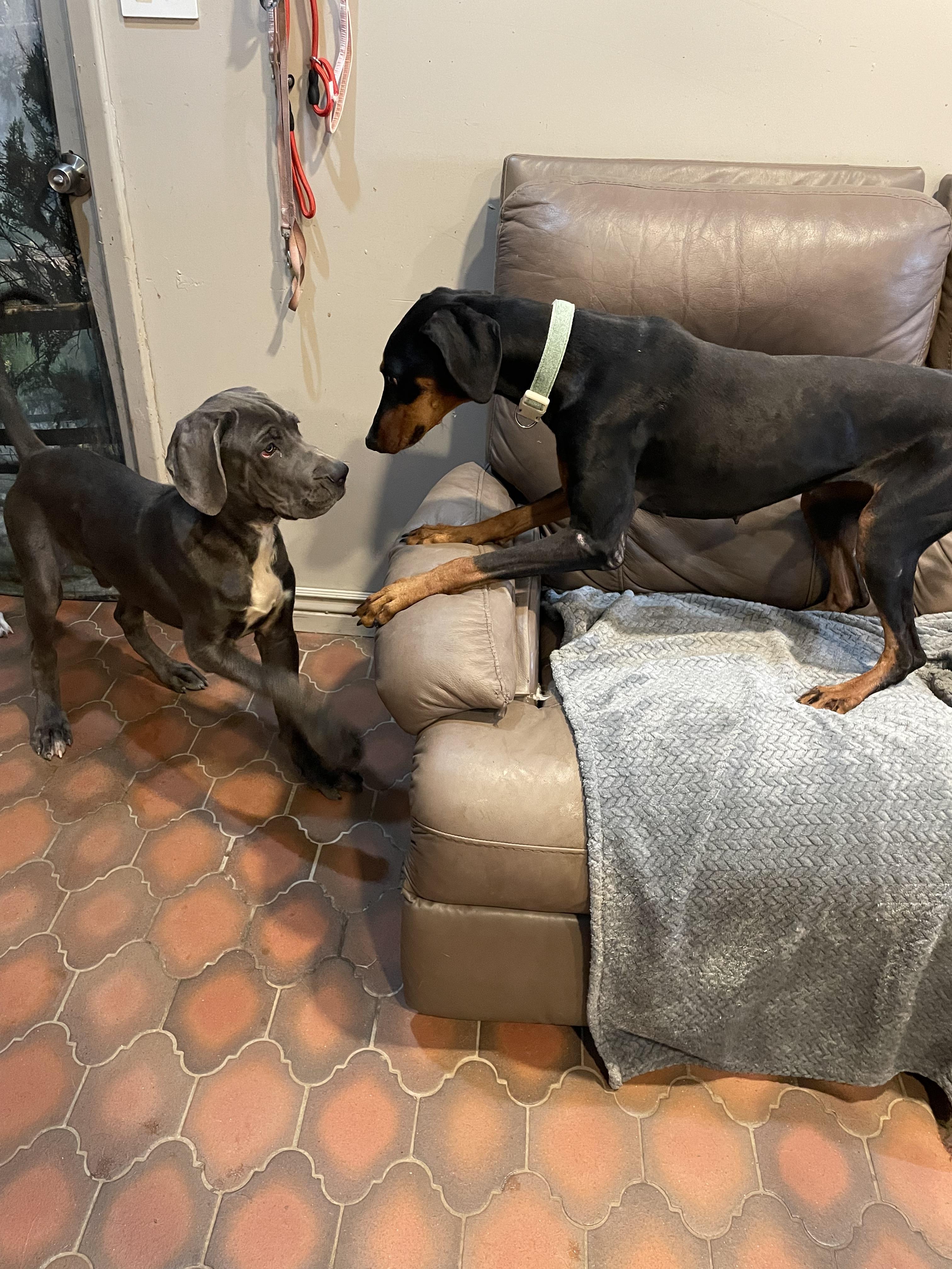 Enlarge Tess, a Adoptable Doberman Pinscher in Phoenix, AZ image 5/5