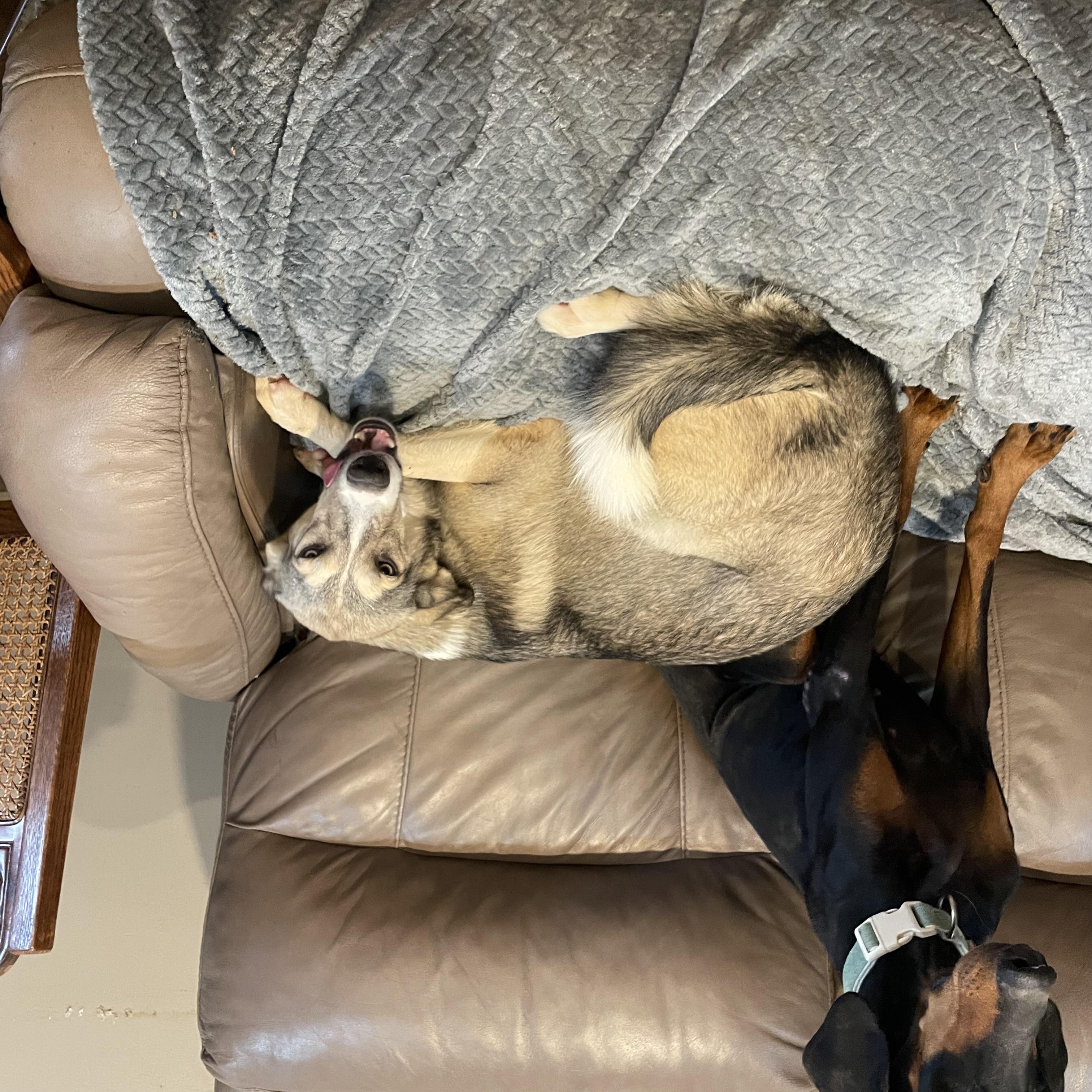 Enlarge Tess, a Adoptable Doberman Pinscher in Phoenix, AZ image 4/5