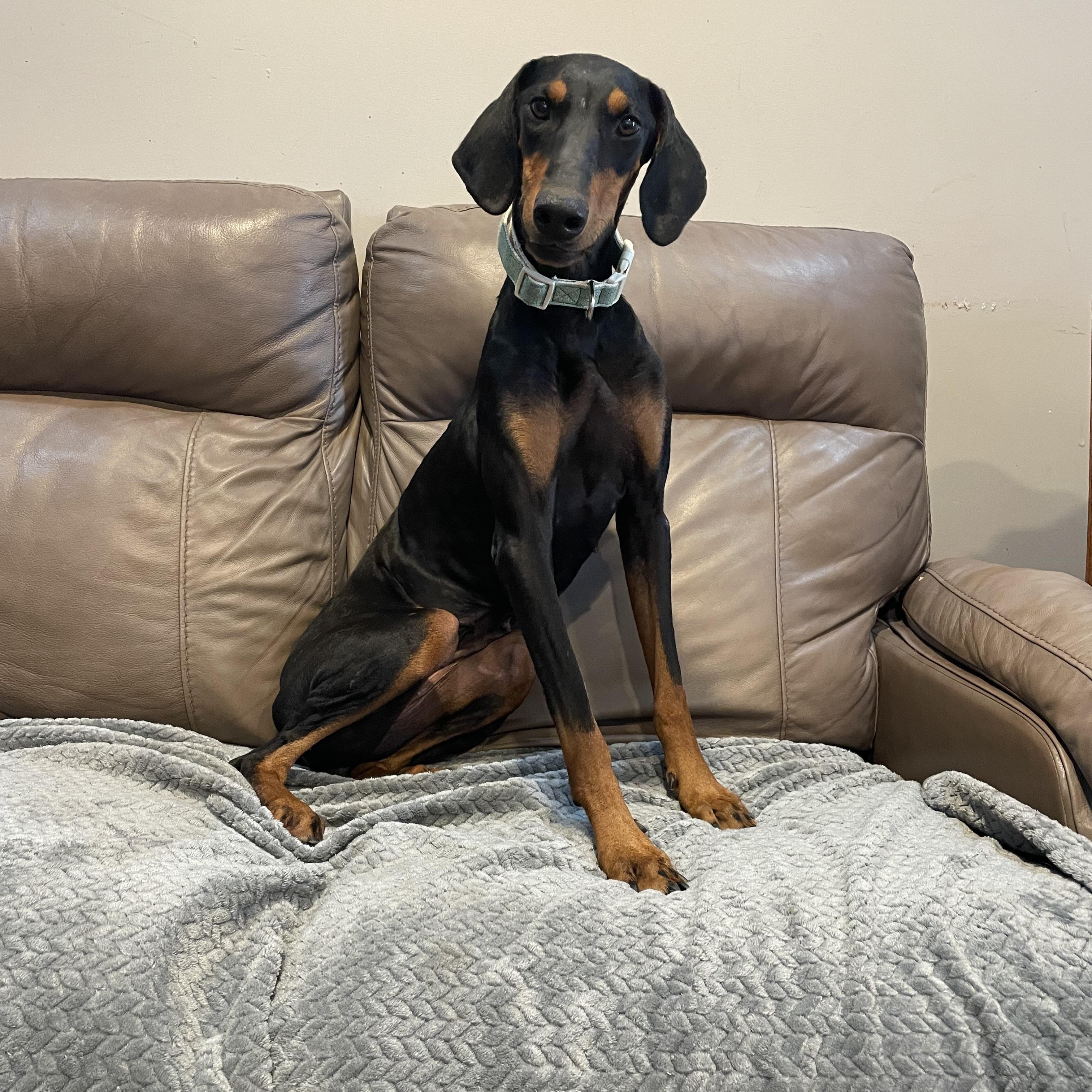 Tess, Adoptable, Adult Female Doberman Pinscher.
